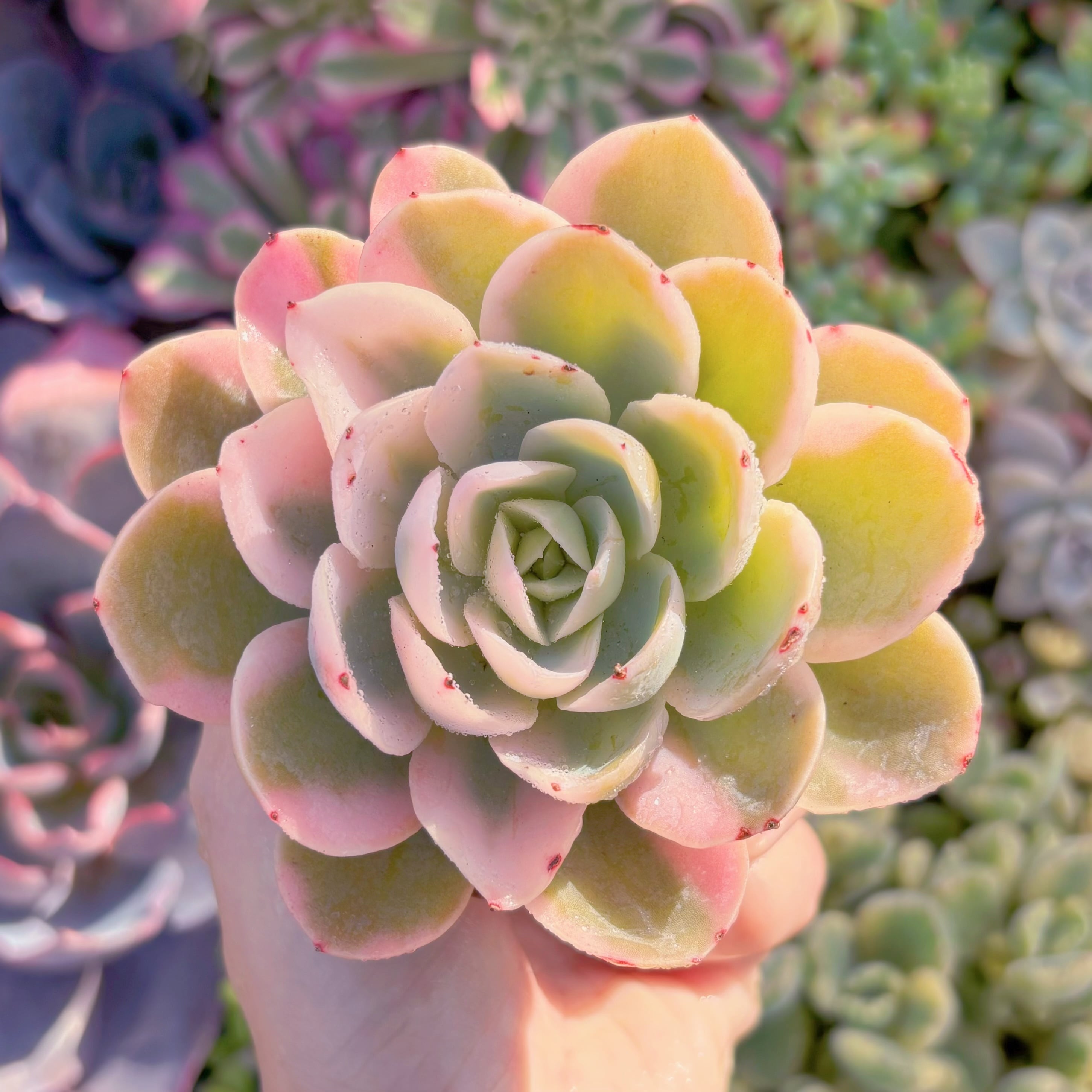 現品　ピンクベラ錦#M163　新入荷　るる農園