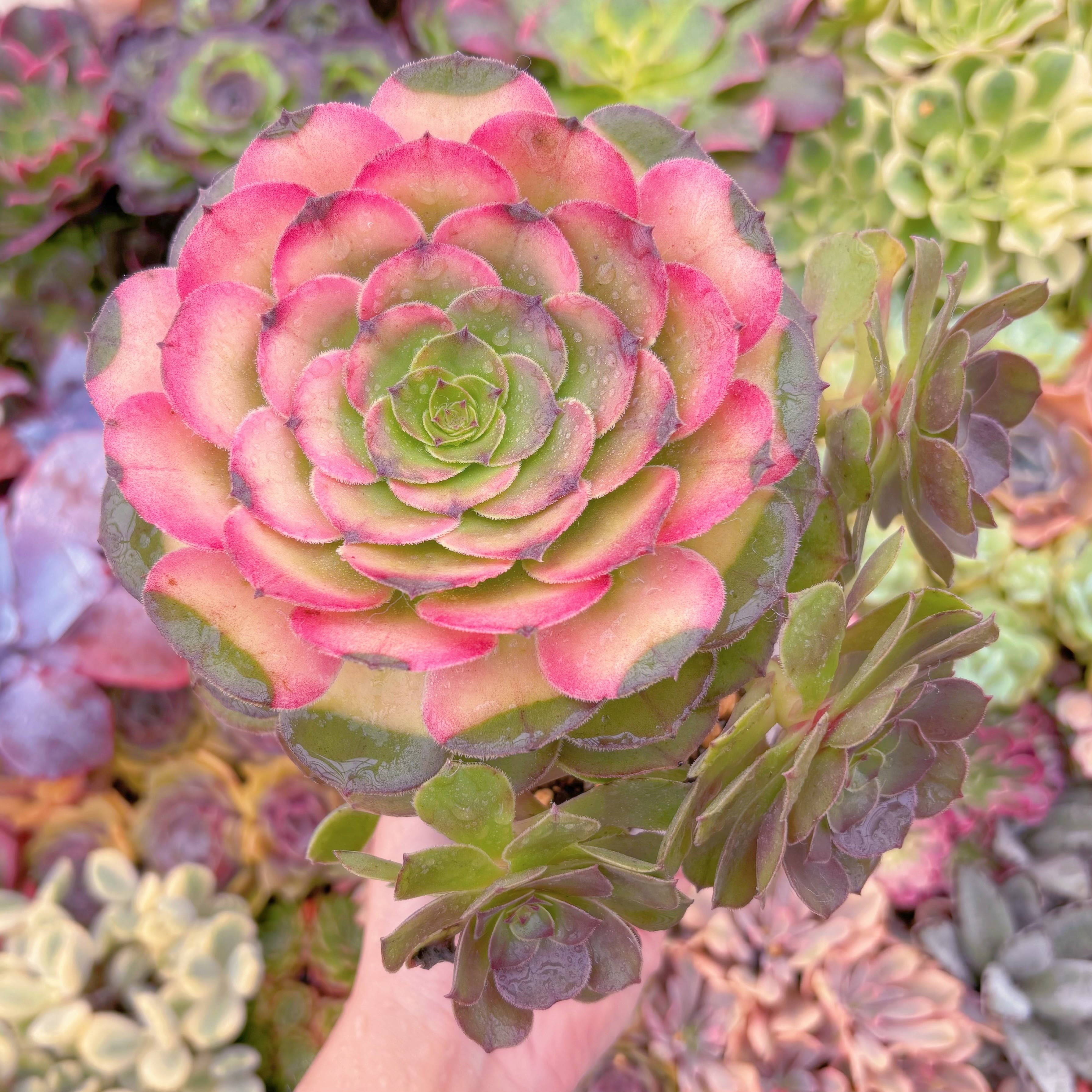 現品　ハロウィン錦#722　大群生　新入荷　るる農園