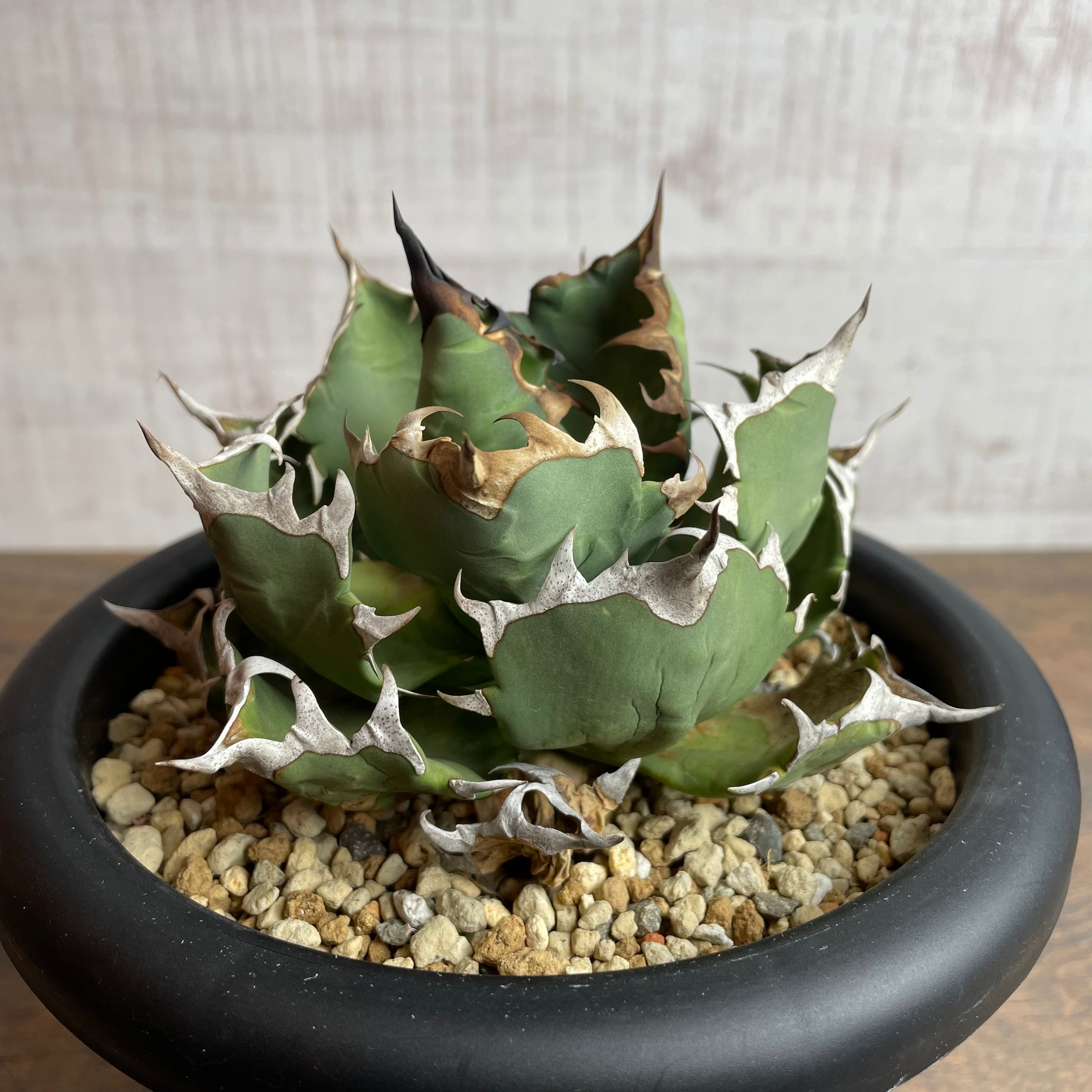 Agave titanota “姫厳龍” / 特選！台湾株 子株付き 親株 / 5号 アガベ チタノタ/ ※発根済