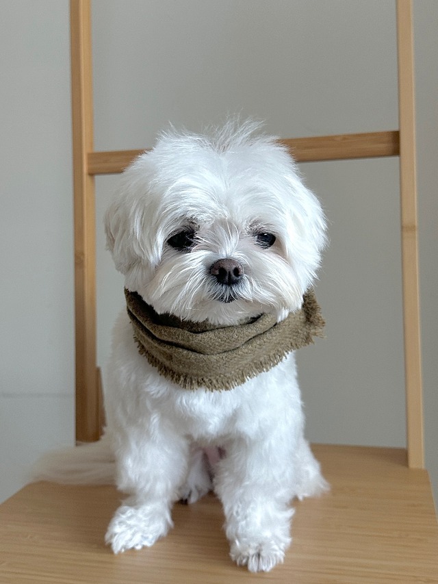 〈予約アイテム〉EYOU / ソリッドマフラー – Wool