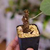 Stephania kaweesakii / ステファニア カウィーサキー㊺/ 観葉植物