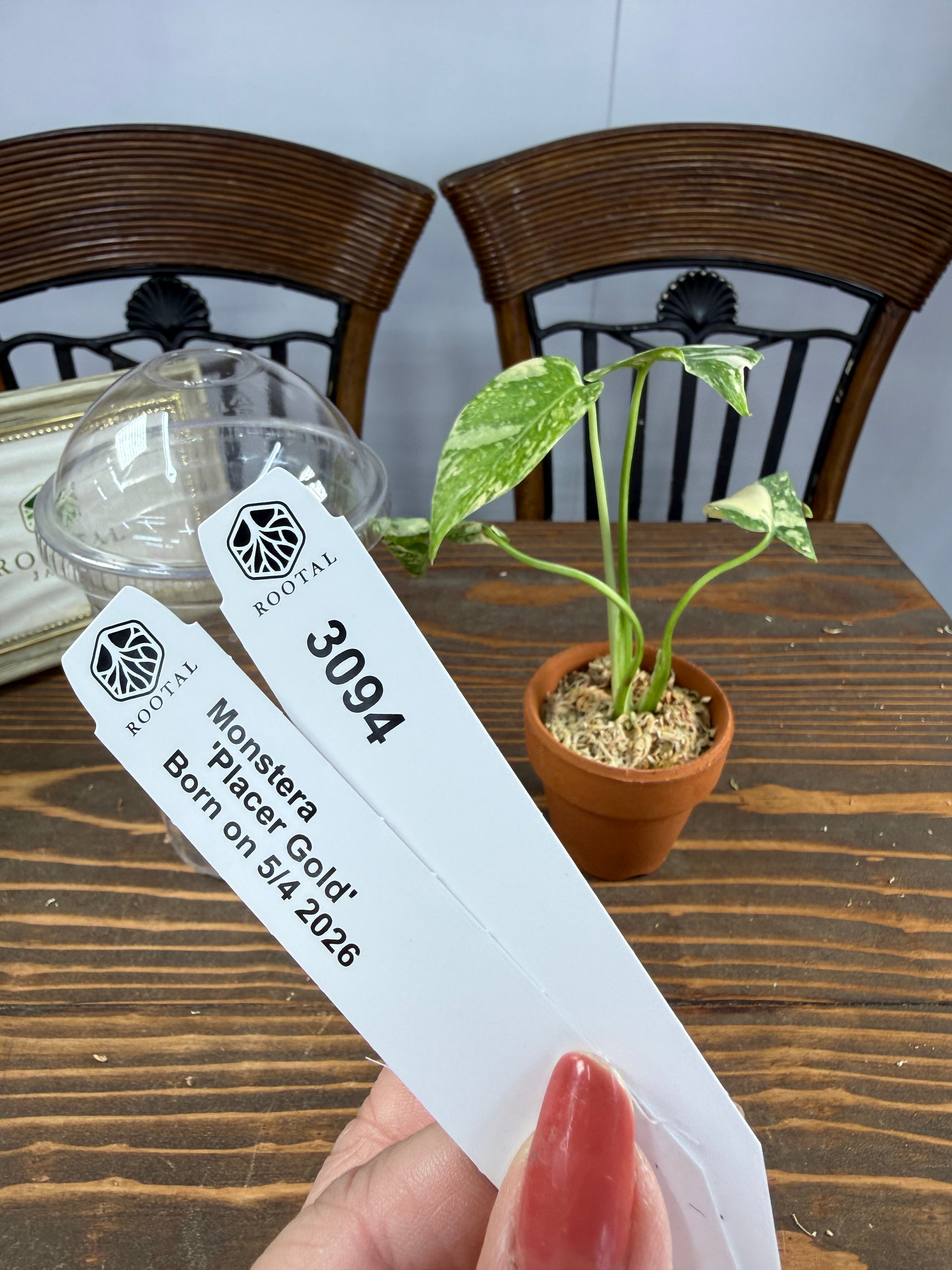 ROOTALPLANTS