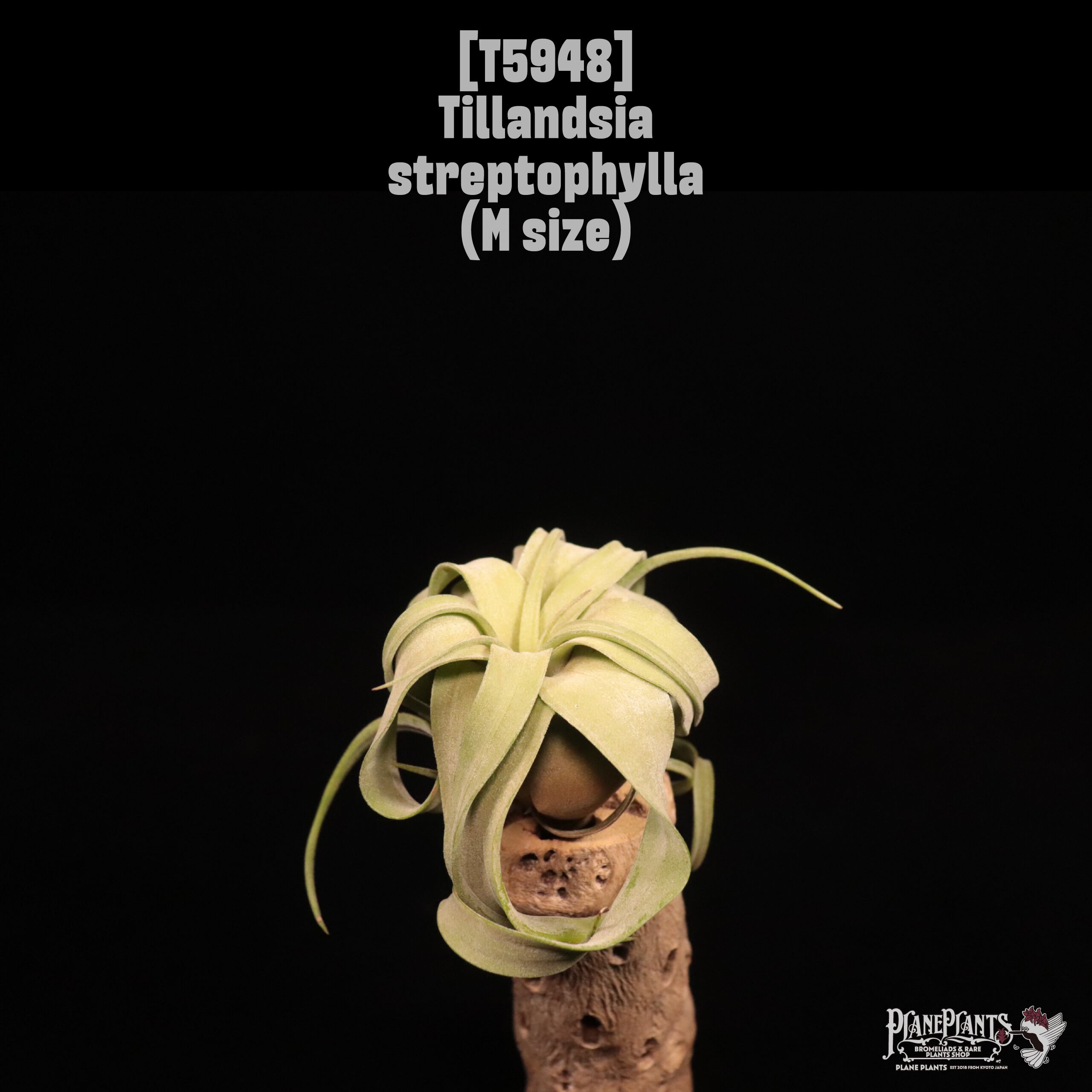 Tillandsia streptophylla M〔ティランジア〕T5948