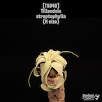 Tillandsia streptophylla M〔ティランジア〕T5948