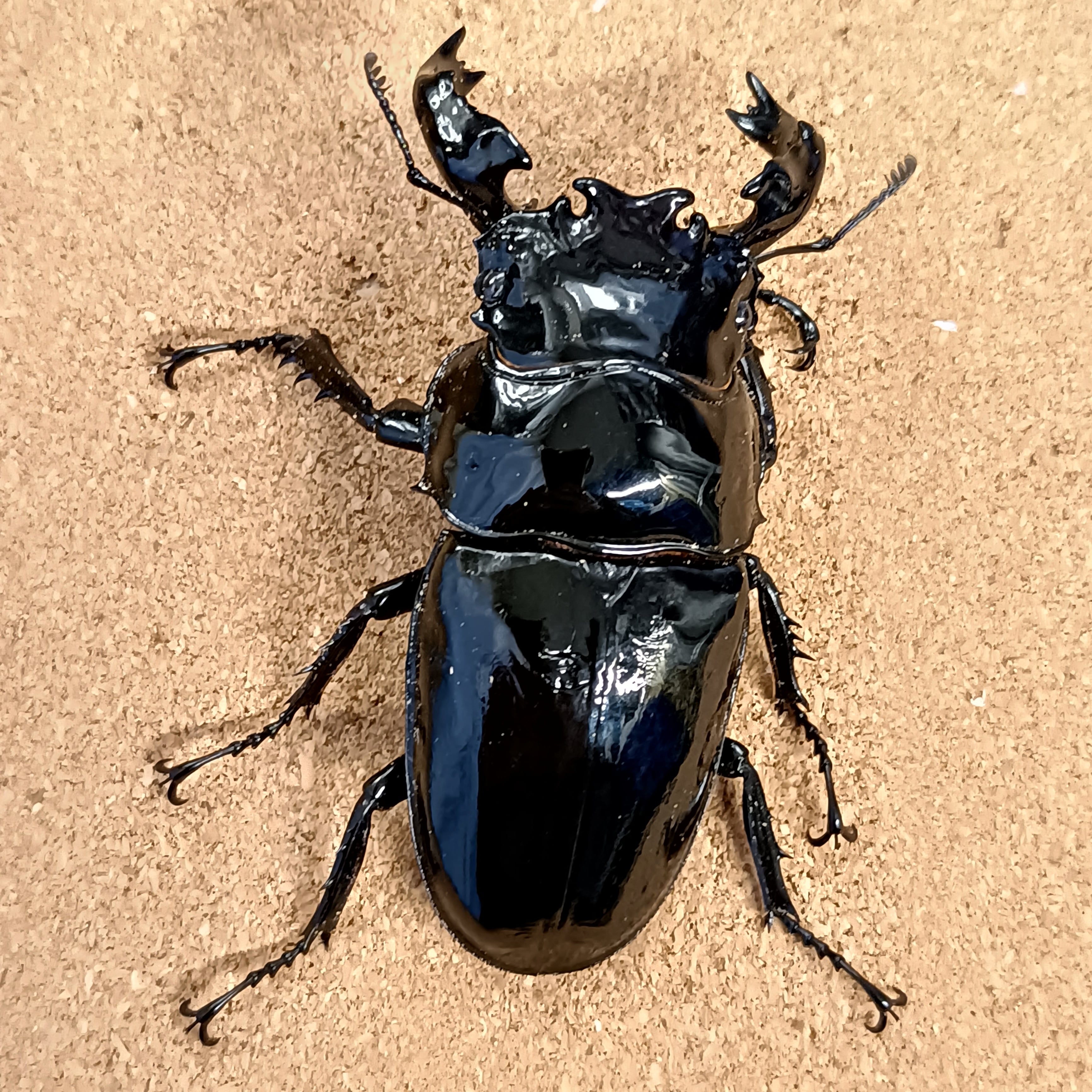 タランドゥスオオツヤクワガタ ♂ 82.2mm、♀52.5mm ペア | カブクワ