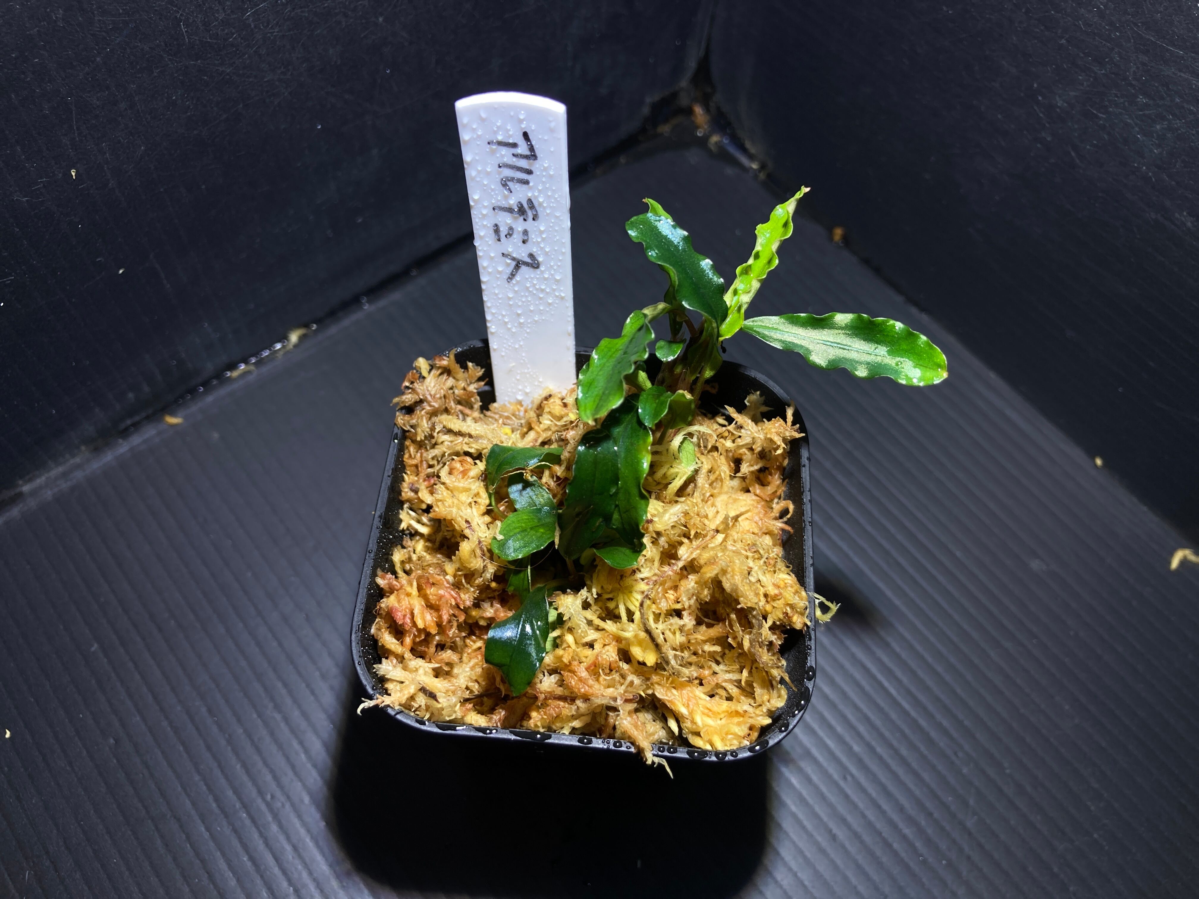 ブセファランドラ | AquaFocus