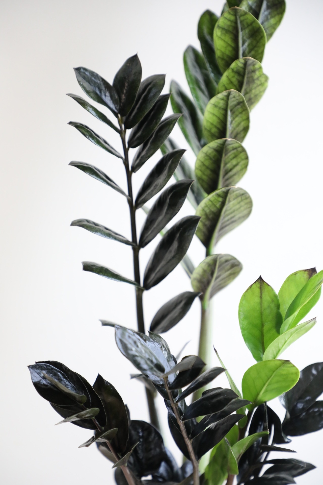 【M】ザミオクルカス レイヴン/Zamioculcas zamifolia Raven　※陶器鉢付き