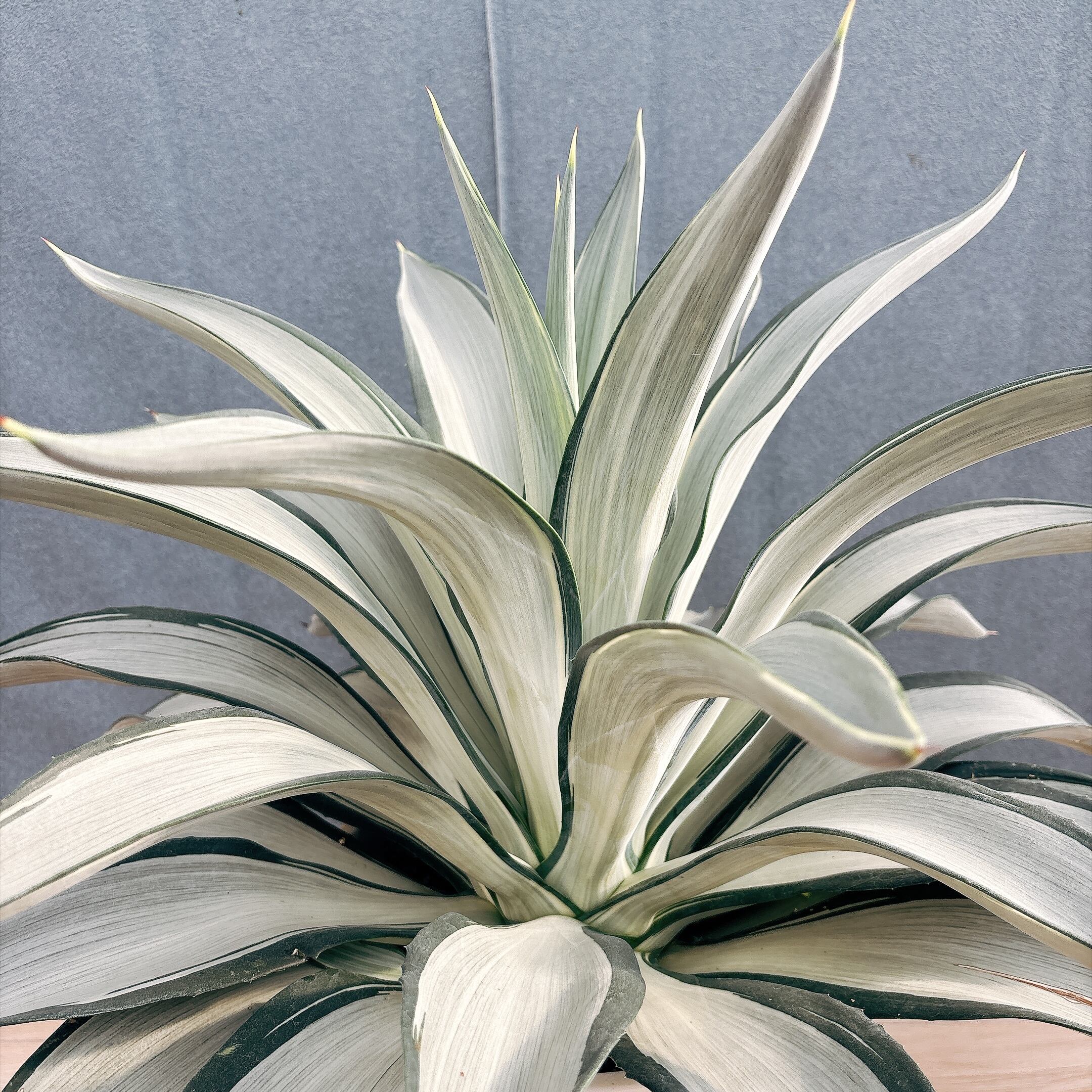 現品］【希少】A38 アガベ クイック シルバー 8号 観葉植物 レア