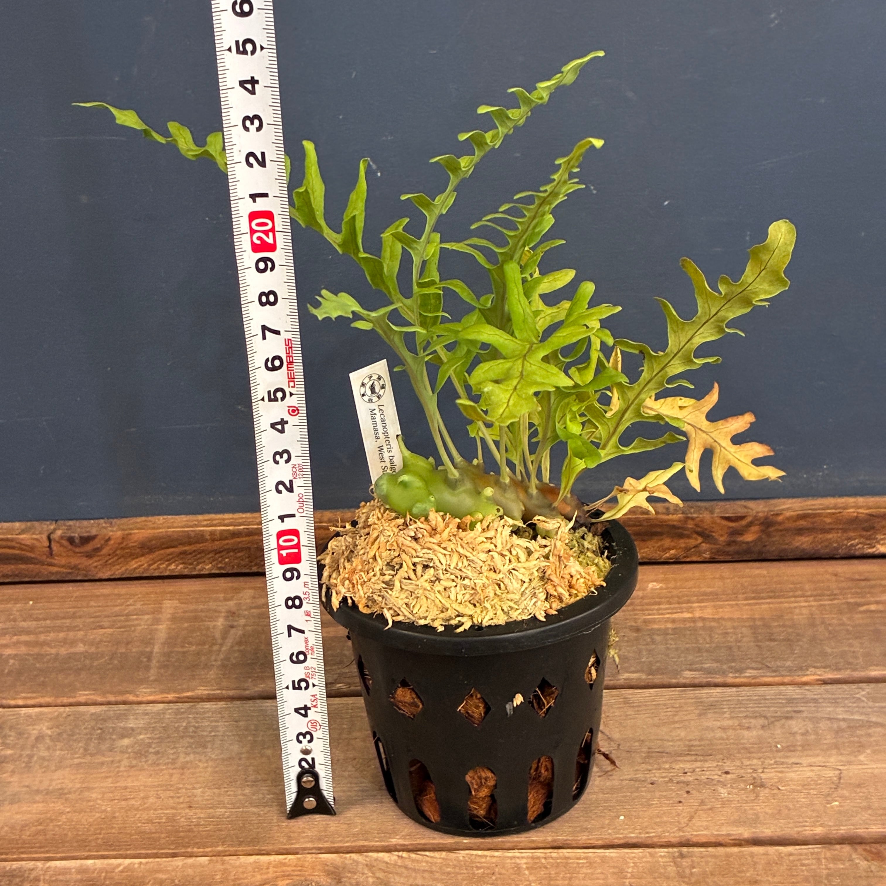 抽選販売】【伊藤蟻】Lecanopteris balgooyi (blue type) Mamasa（限定