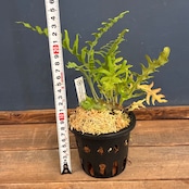 【抽選販売】【伊藤蟻】Lecanopteris balgooyi (blue type) Mamasa(限定2)