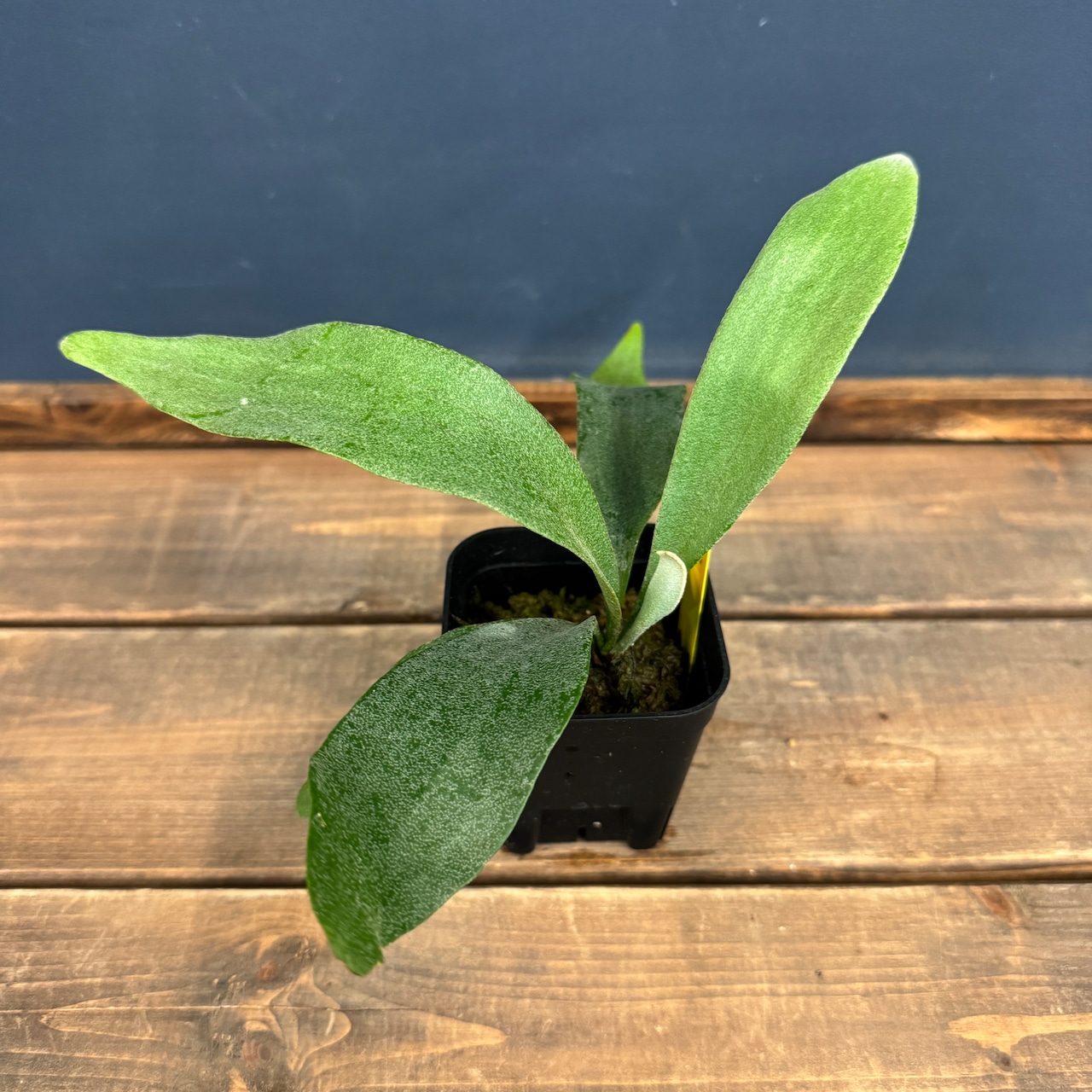 ビカクシダ Bifurcatum white【1006】