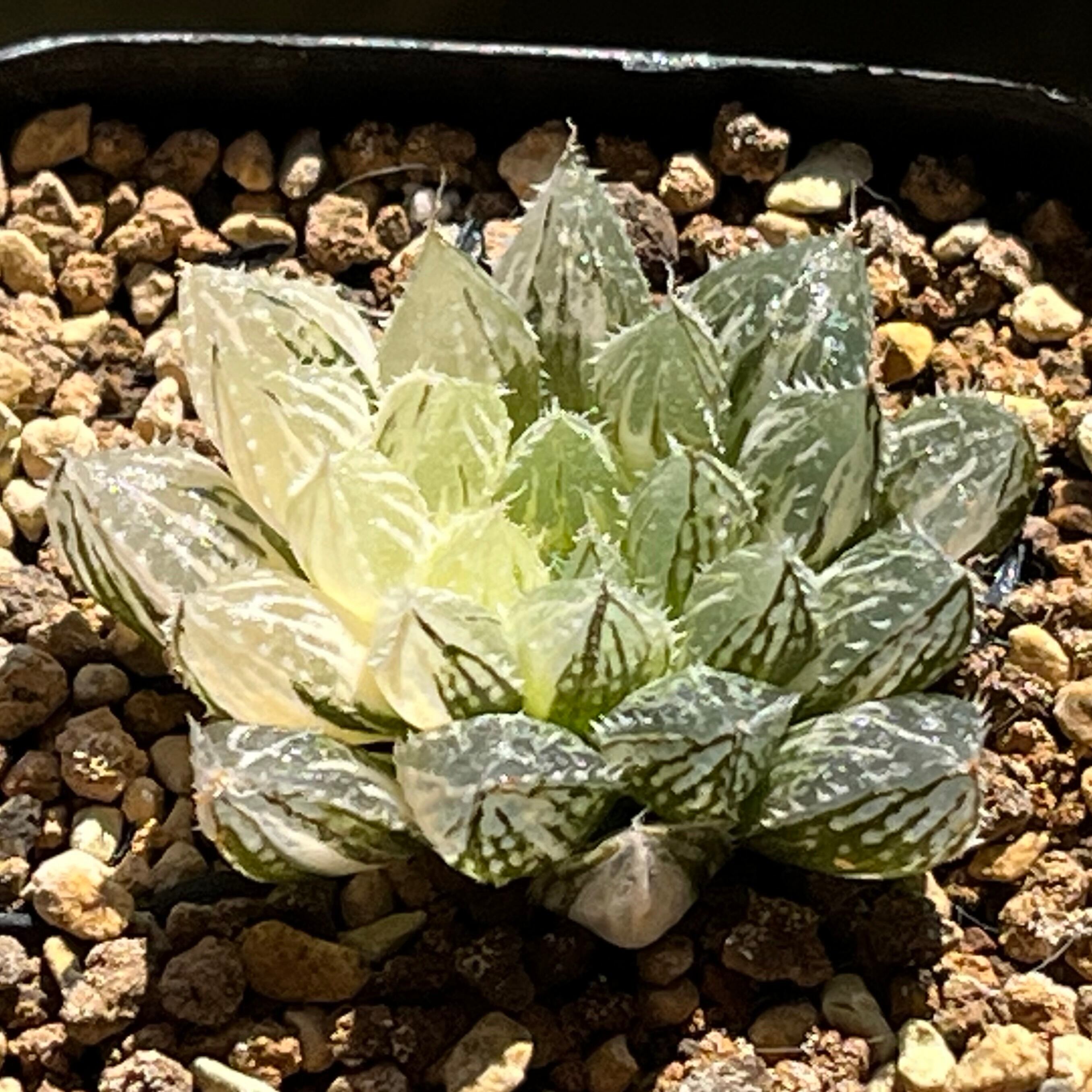 ハオルチア　オブツーサ錦　花胡蝶　親株　極上株 多肉植物 ハオルチア 花胡蝶オブツーサ錦 透明窓 巨大化 糊斑 - メルカリ ハオルチア・アロエ