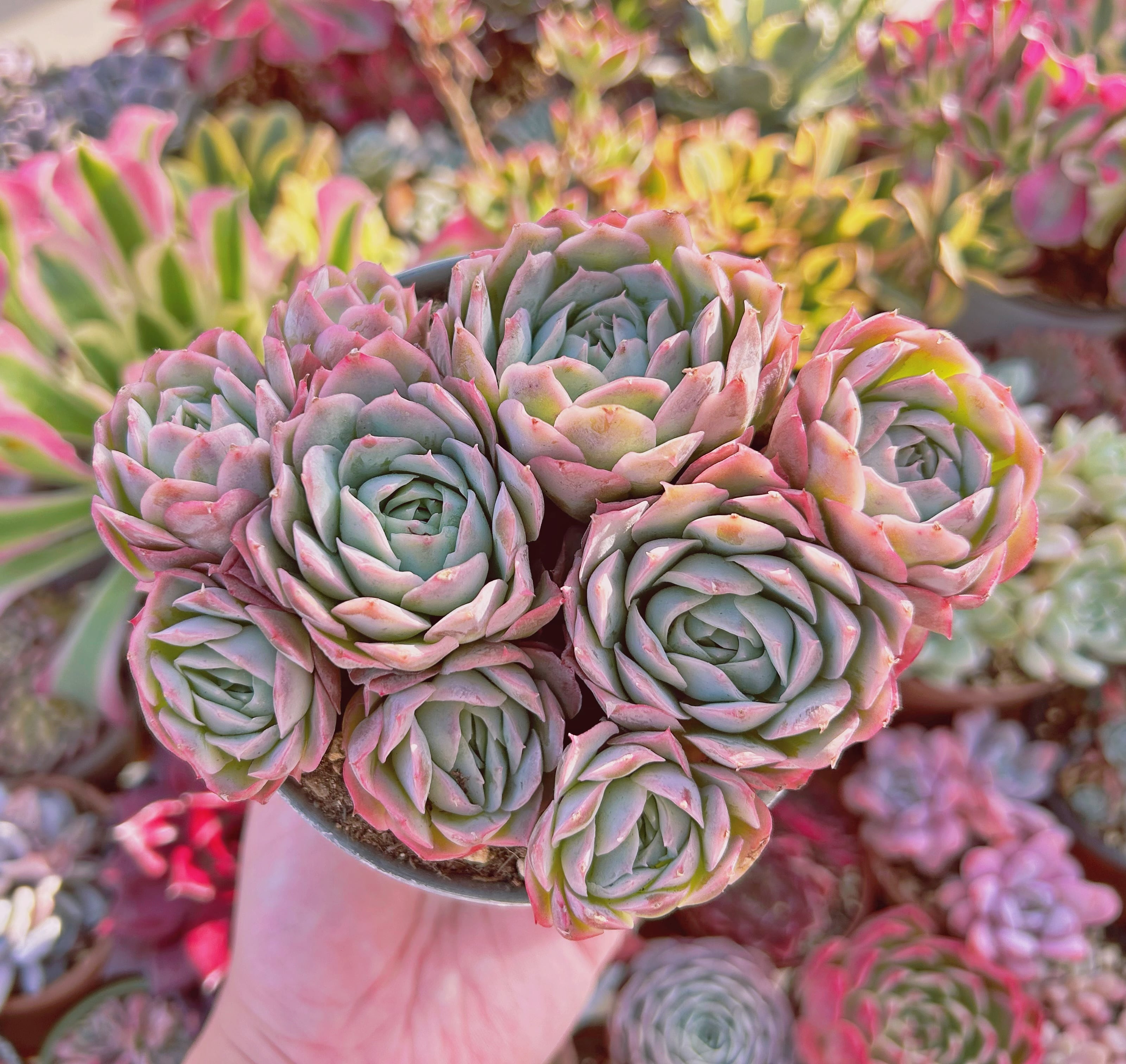 多肉植物  Echeveria 　静月　7頭以上　特大