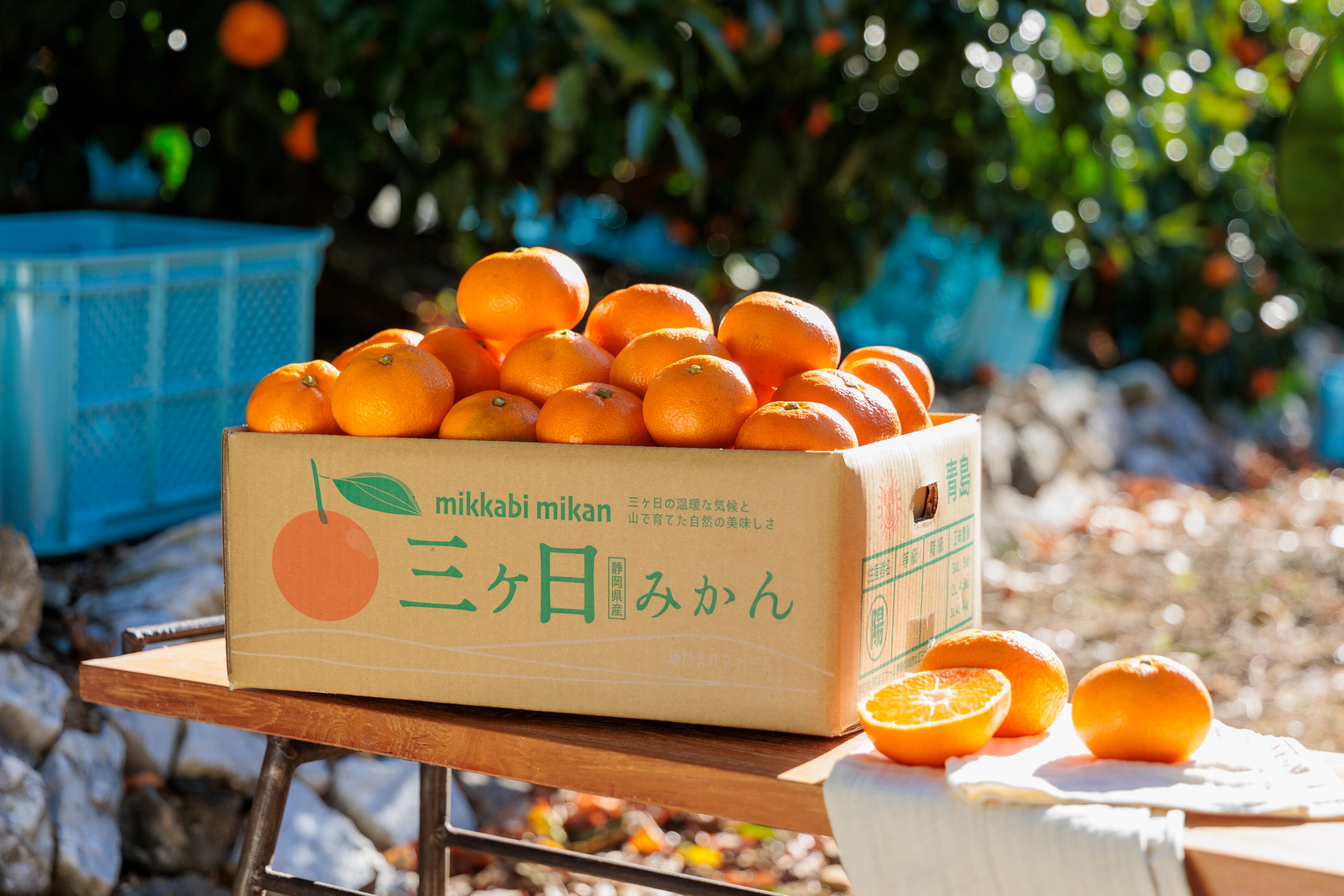 果汁たっぷり飲むゼリー 三ヶ日みかん ブラッドオレンジ 200g 2種