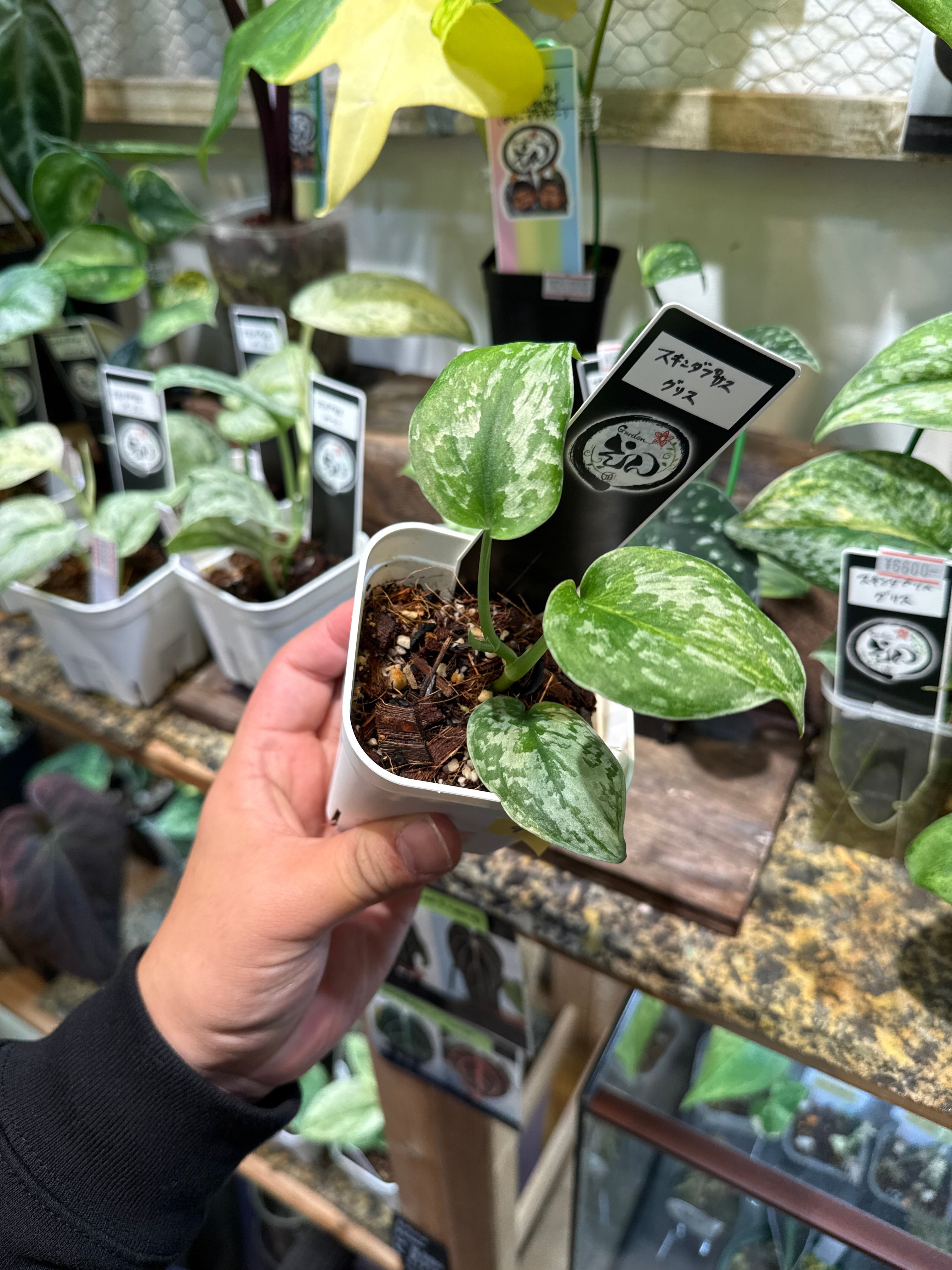⑨ スキンダプサス グリス | Gardenえん 【観葉熱帯植物】