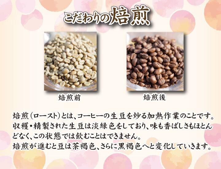 5種類 コーヒー豆 飲み比べセット 100g×各1袋 ウミノネ シーズナル