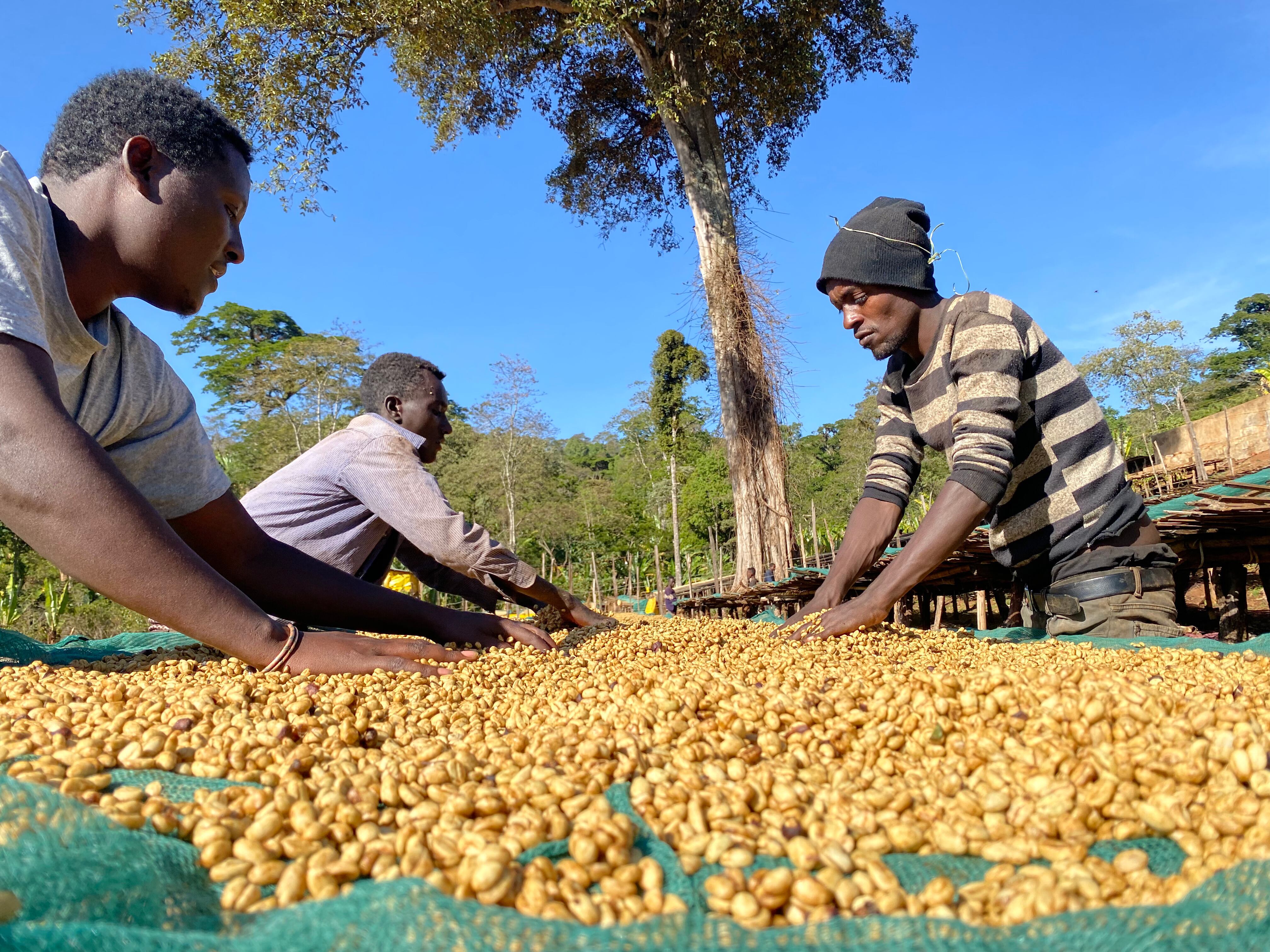 ETHIOPIA　コーヒー　Guji　chouette　Dimtu　Washed　生豆　500g　torréfacteur　laboratoire