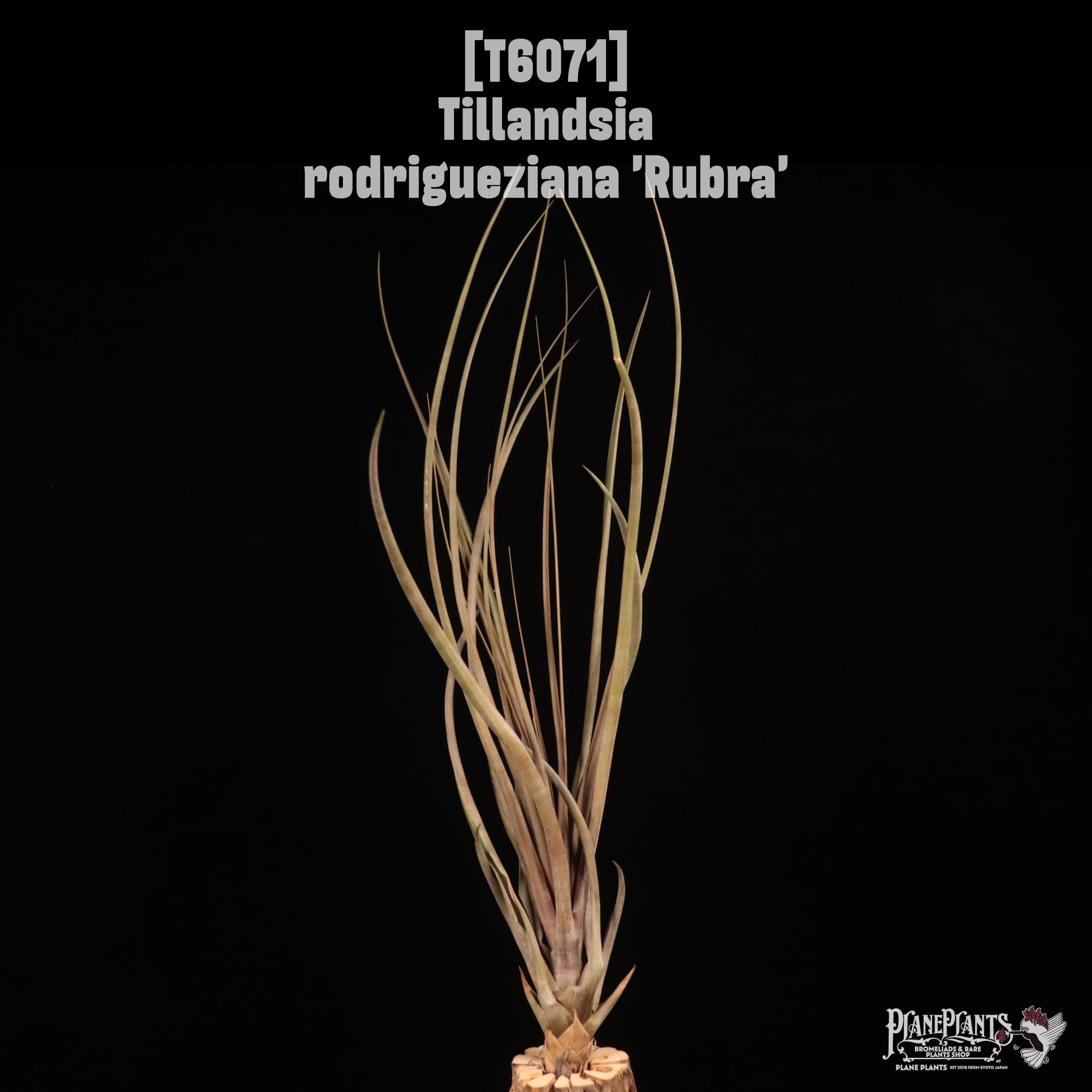 Tillandsia rodrigueziana 'Rubra'〔ティランジア〕T6071