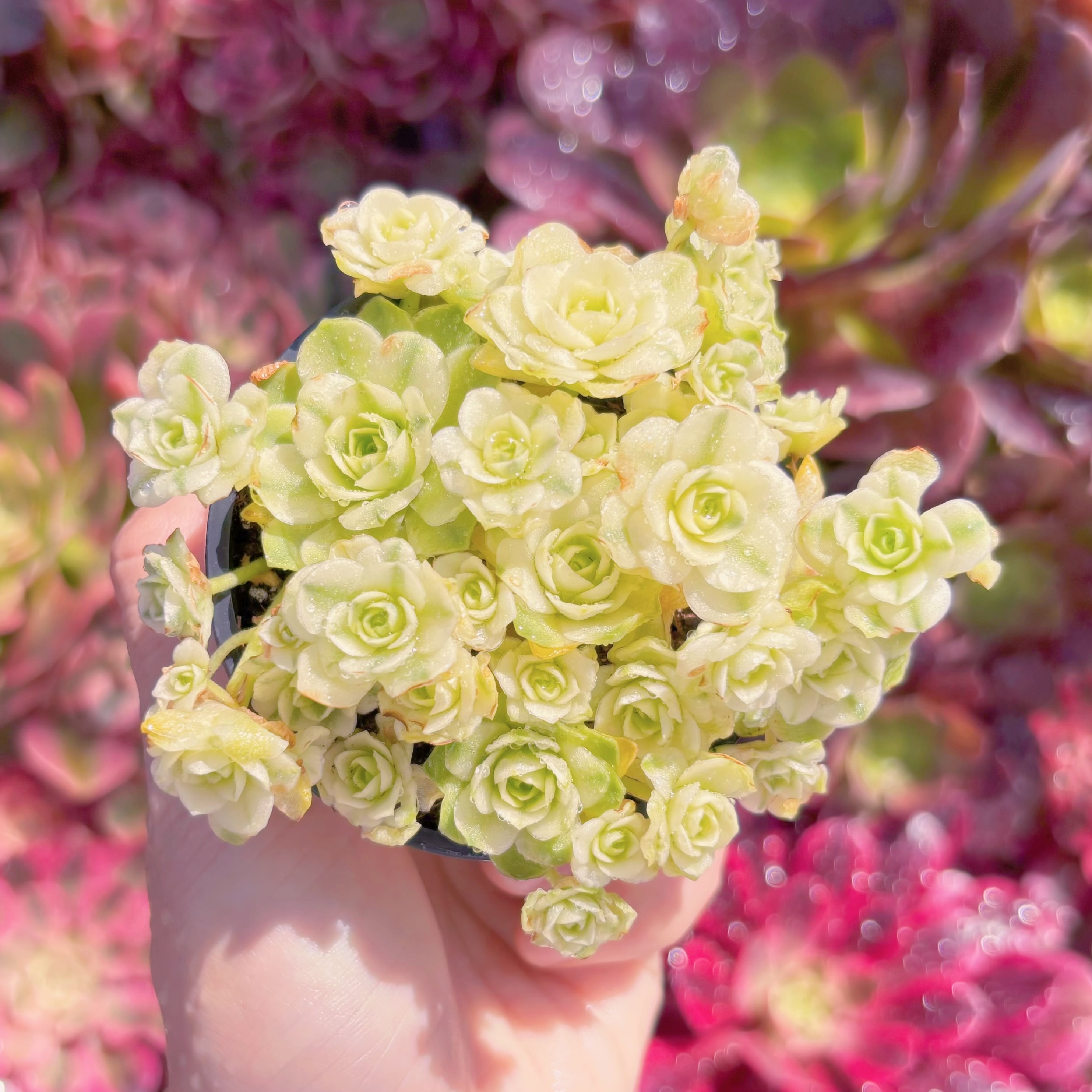 現品　キャッツアイ錦#225　群生　新入荷　るる農園