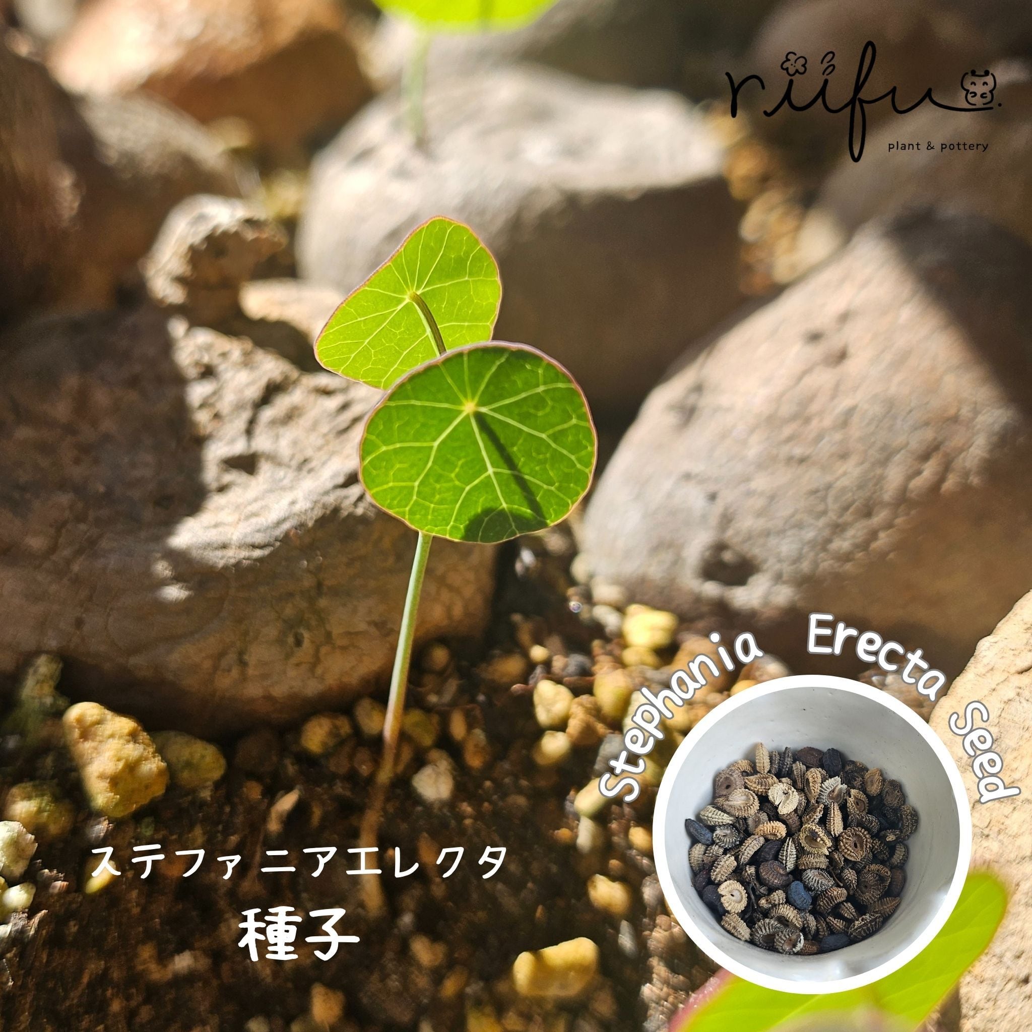 ♡種子10粒♡〚ステファニア エレクタ〛Stephania Erecta / ステファニ