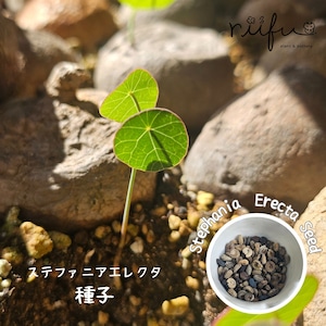 ♡種子10粒♡〚ステファニア エレクタ〛Stephania Erecta / ステファニアピエレイ 塊根植物 コーデックス