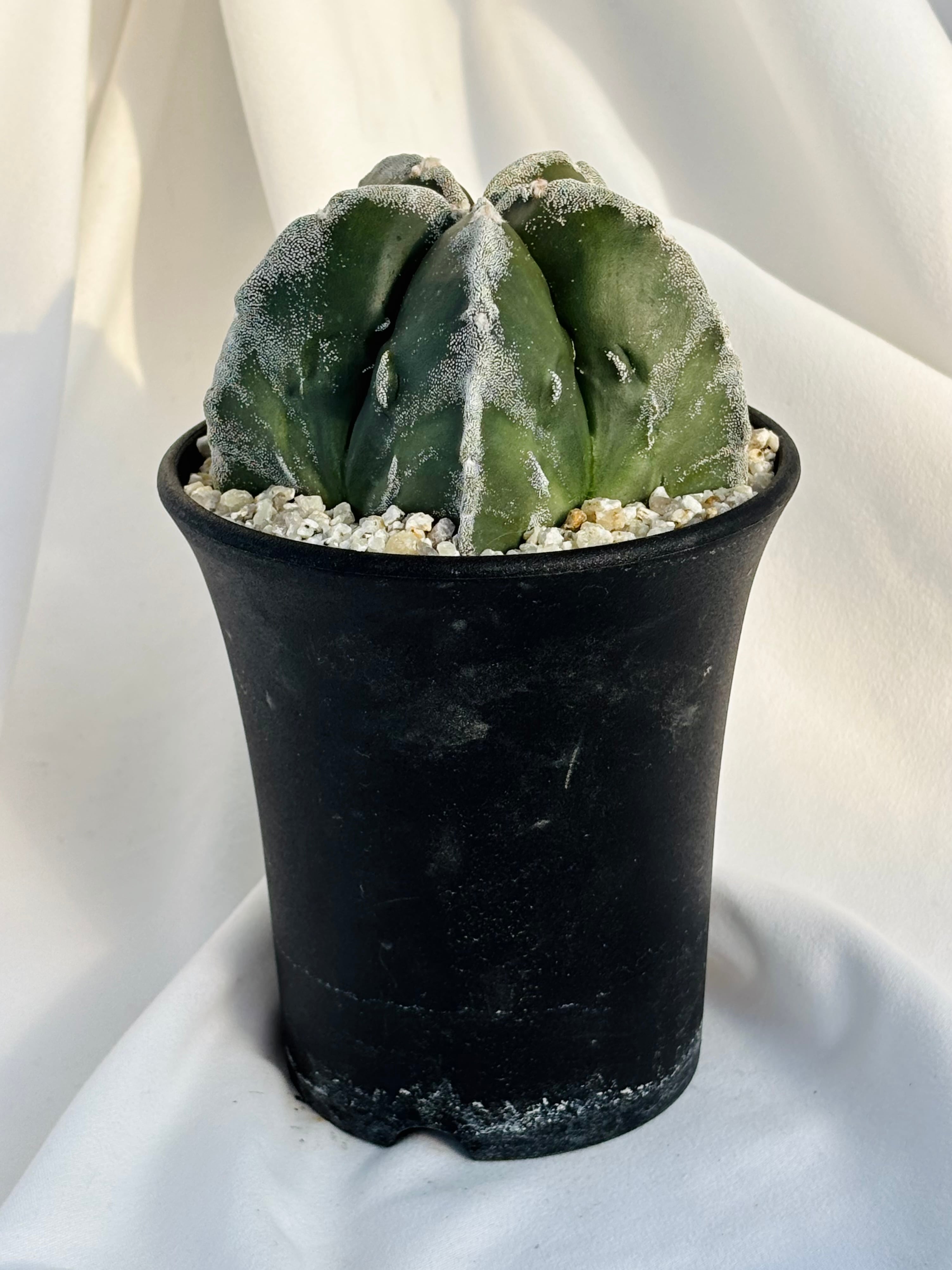 Astrophytum myriostigma アストロフィツム 白条複隆ヘキラン 白条複隆