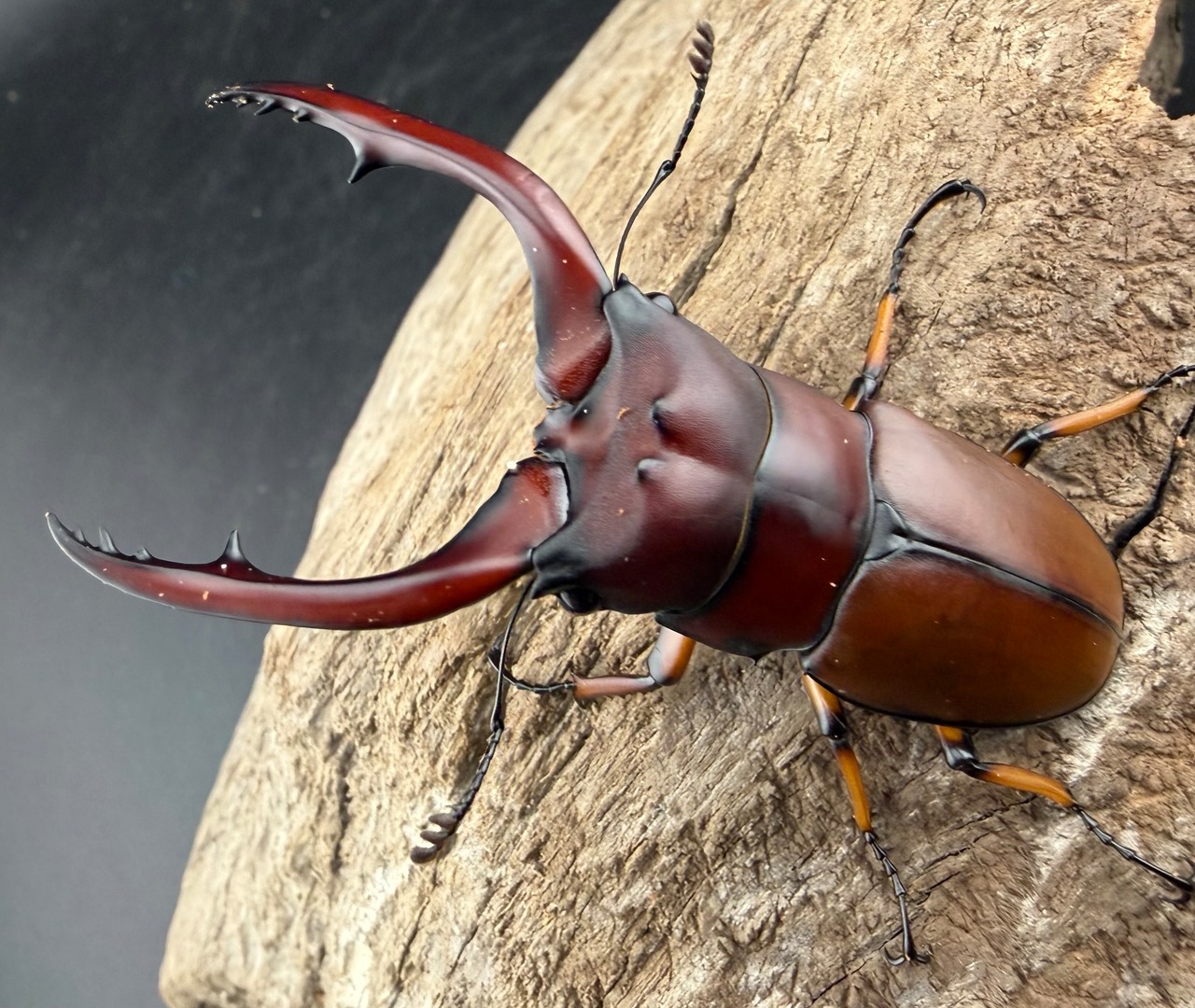 【WD】《アスタコイデスノコギリ ベンクール産 64.5mm ペア》