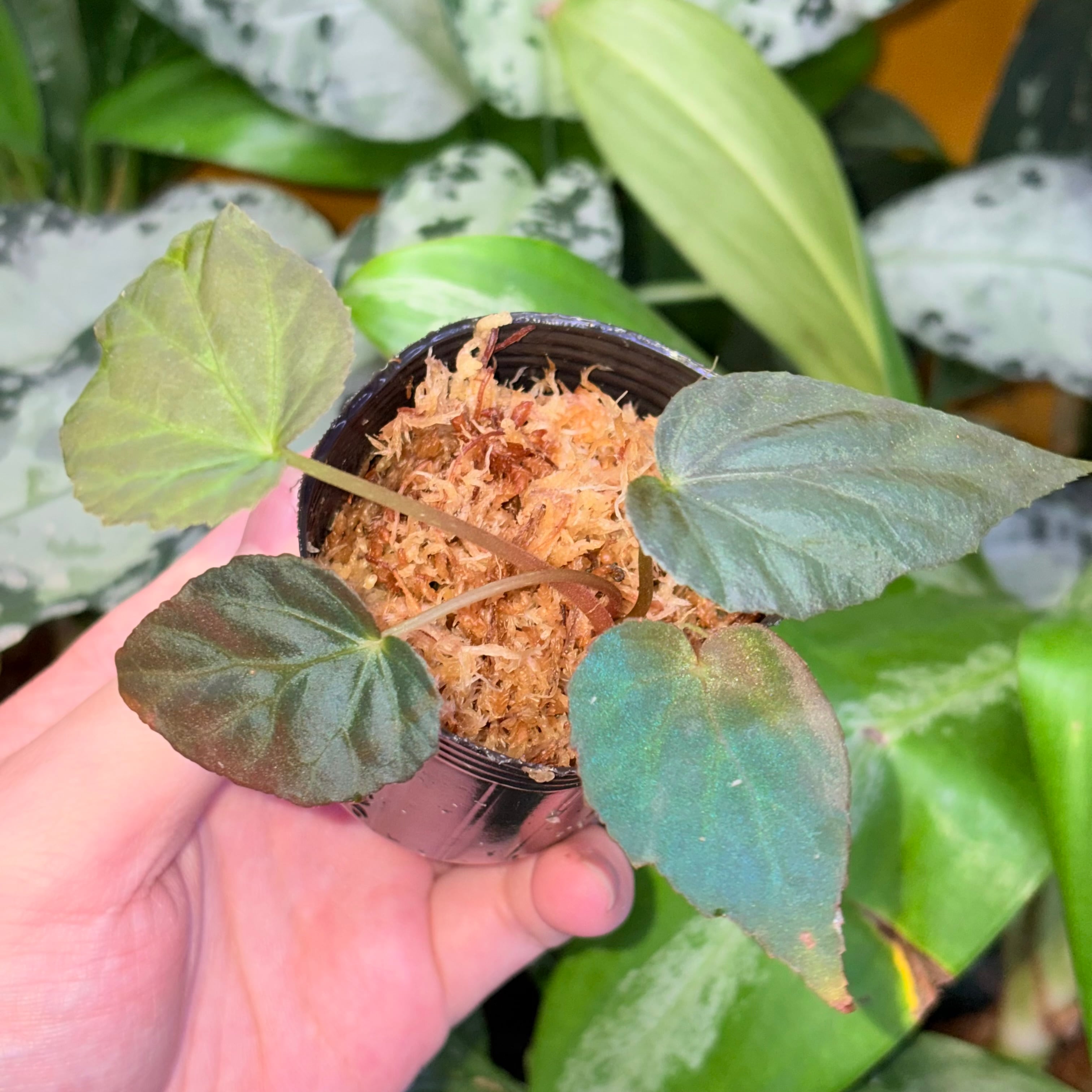 青光り Begonia pavonina 無毛タイプ 原種ベゴニア パヴォニナ | 熱帯