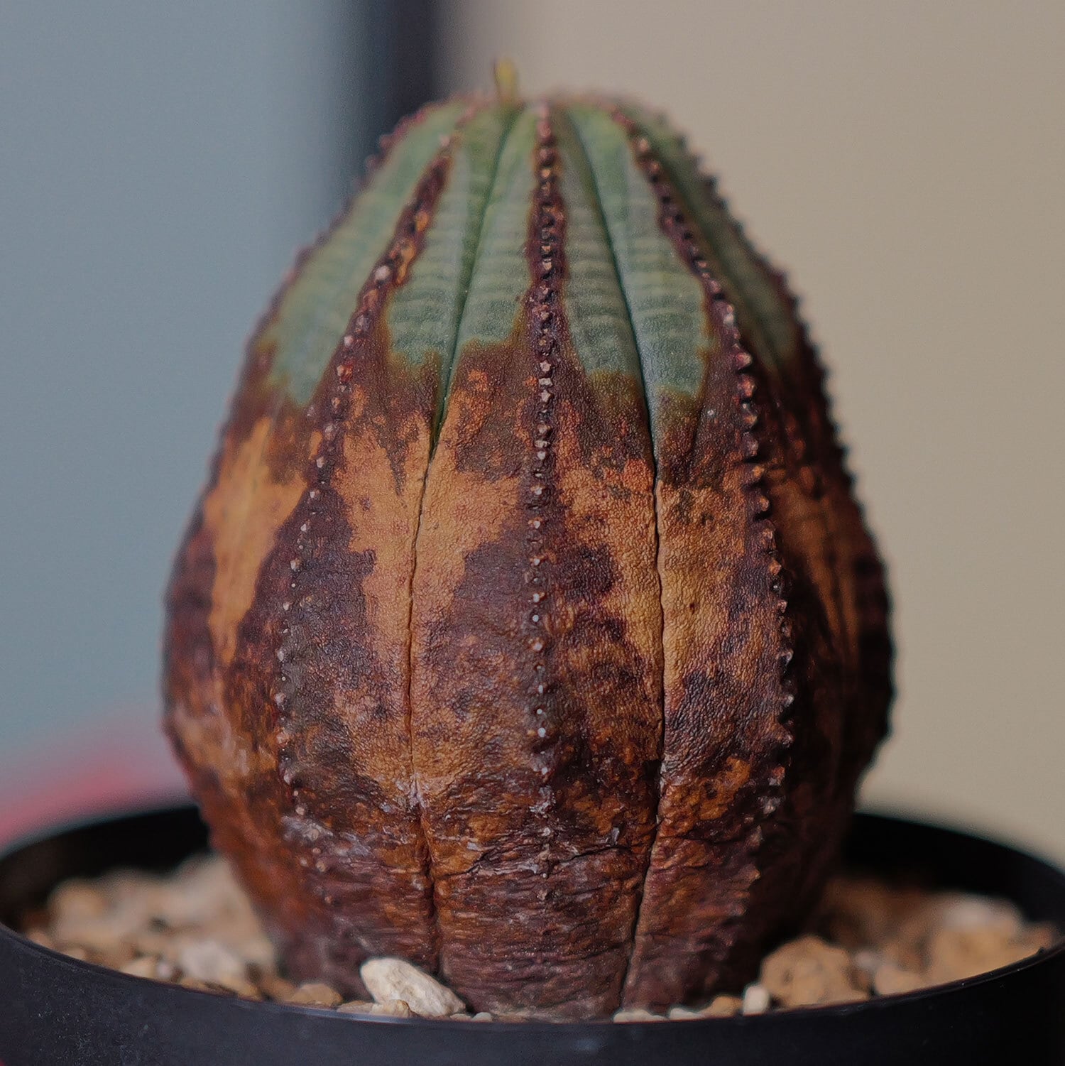 木質化 美模様 マウンテン オベサ / 木質化 良形株