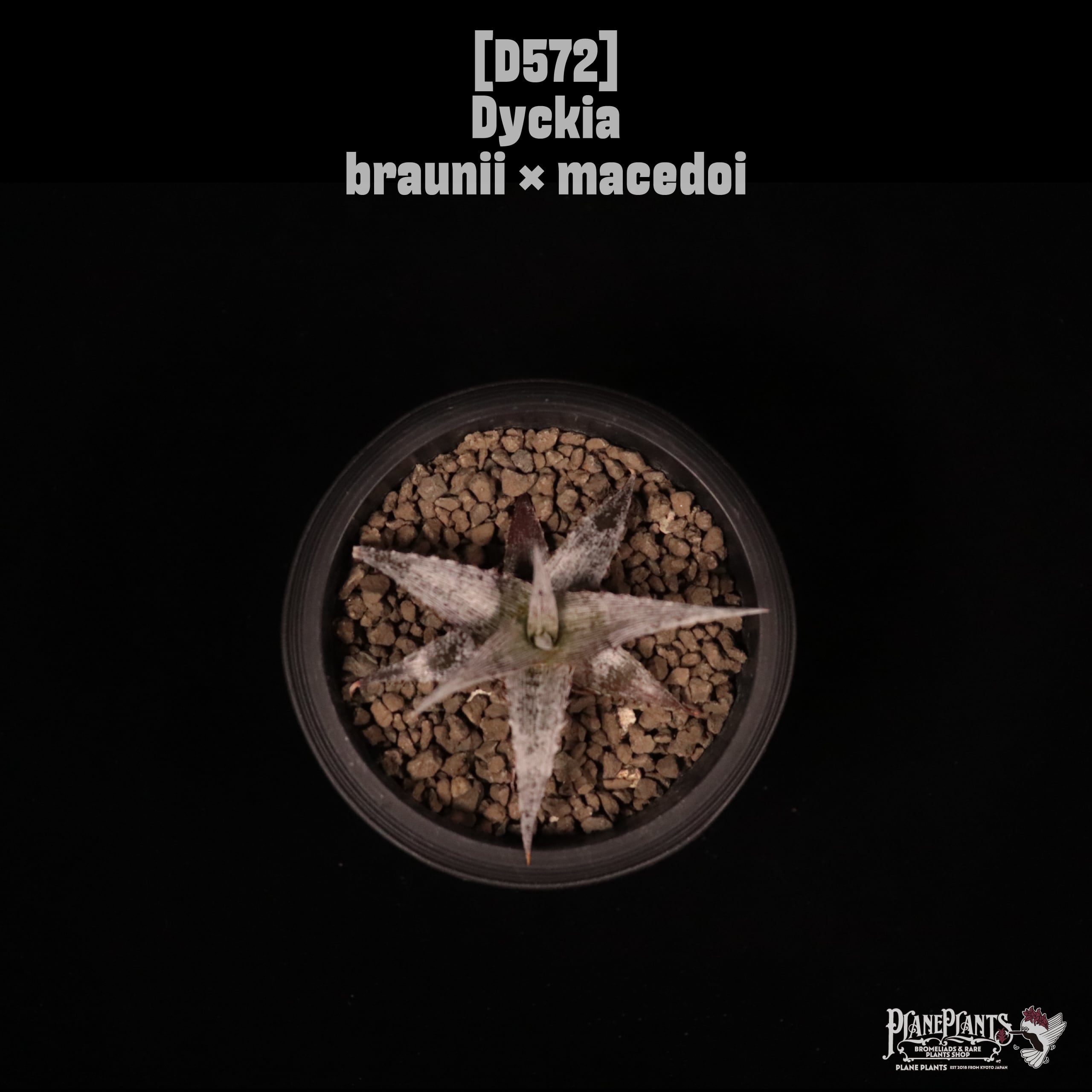 Dyckia braunii × macedoi〔ディッキア〕D572