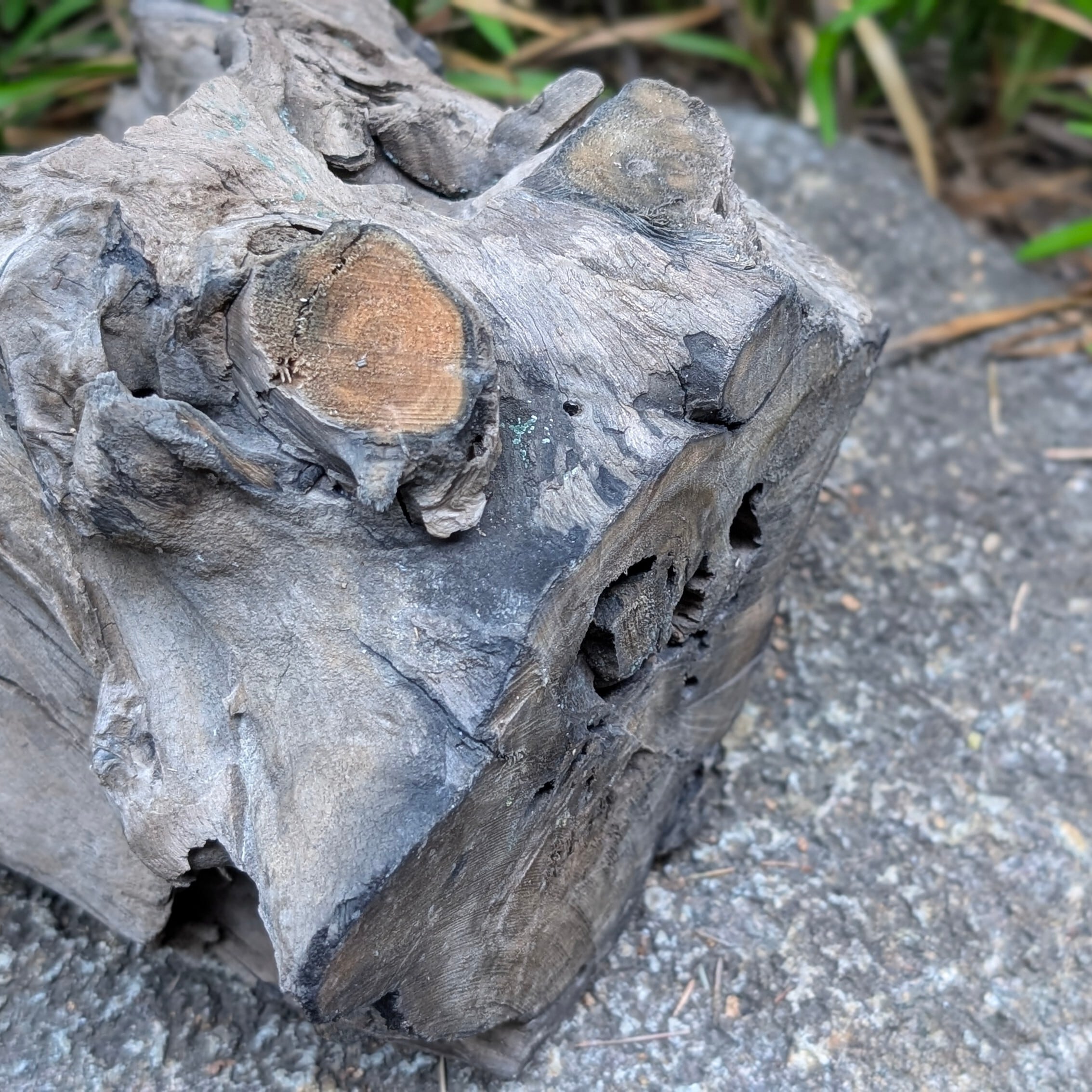 プレミアムスタンプウッド【PSW005】流木 アクアリウム ビバリウム 水槽 プレミアムスタンプウッド【PSW005】流木 水槽 アクアリウム