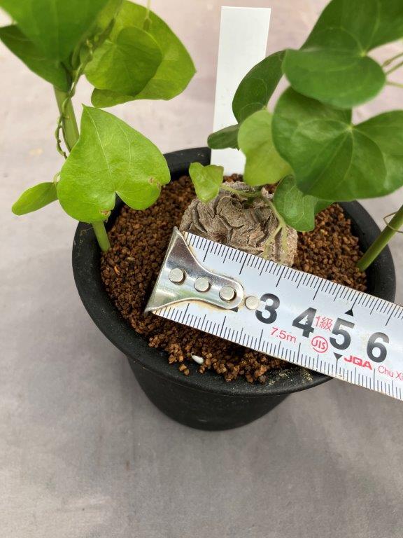 亀甲竜【ディオスコレア・エレファンティペス】3号 | 日本ライン花木