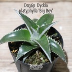 【送料無料】platyphylla 'Big Boy'〔ディッキア〕現品発送D0369