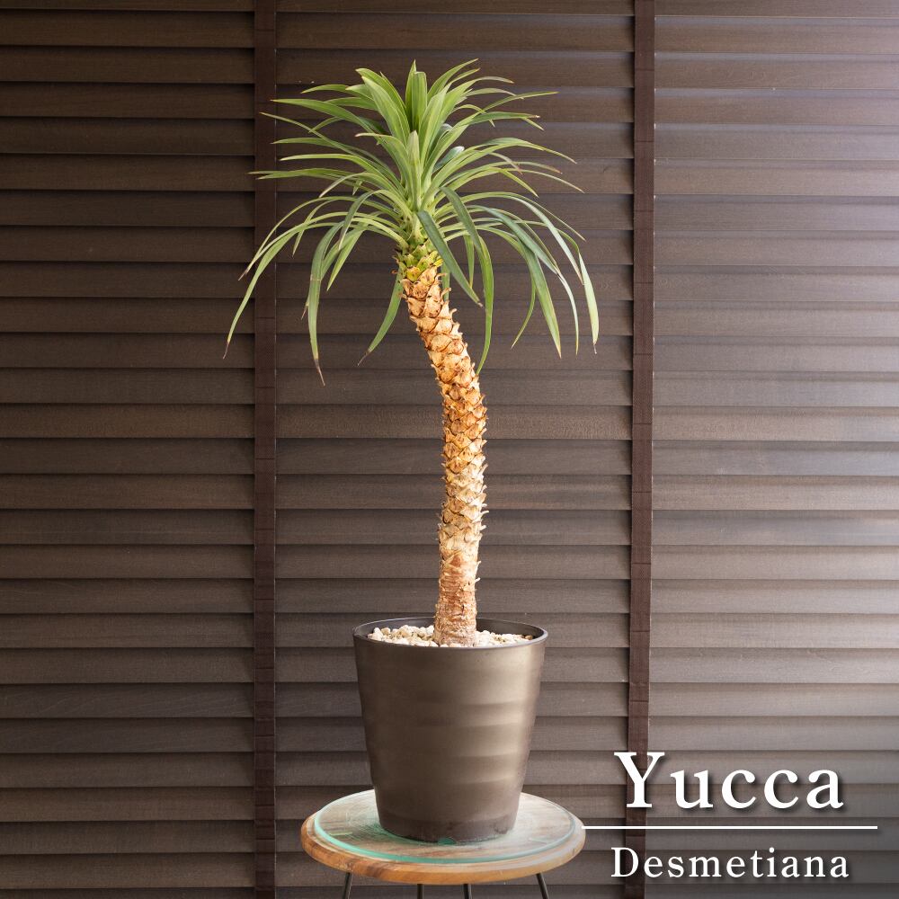 曲がり ユッカ デスメティアーナ 7号 Yucca Desmetiana ヤシ 幹立ち 0704BR