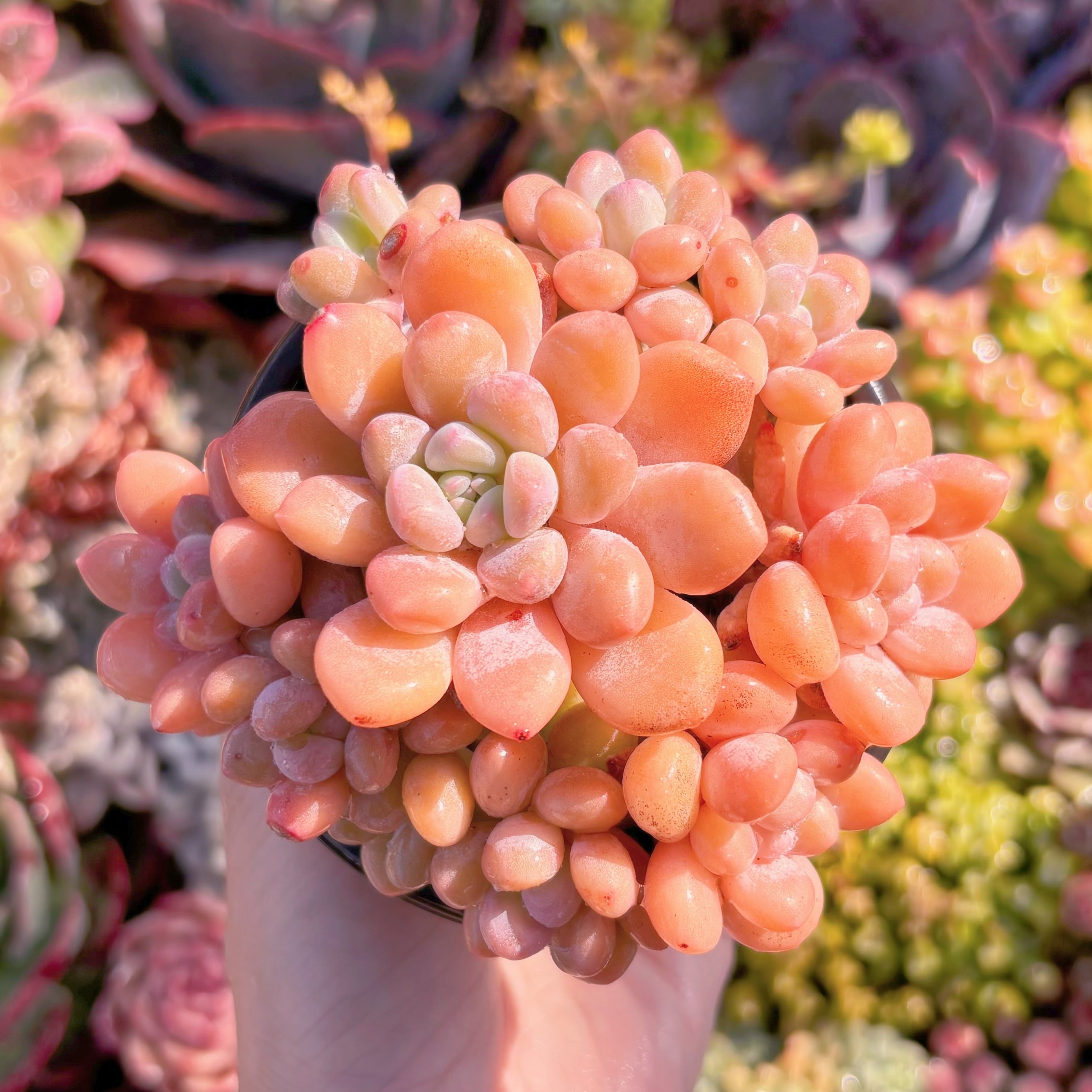 現品　ラブリーベア#K030　群生　るる農園