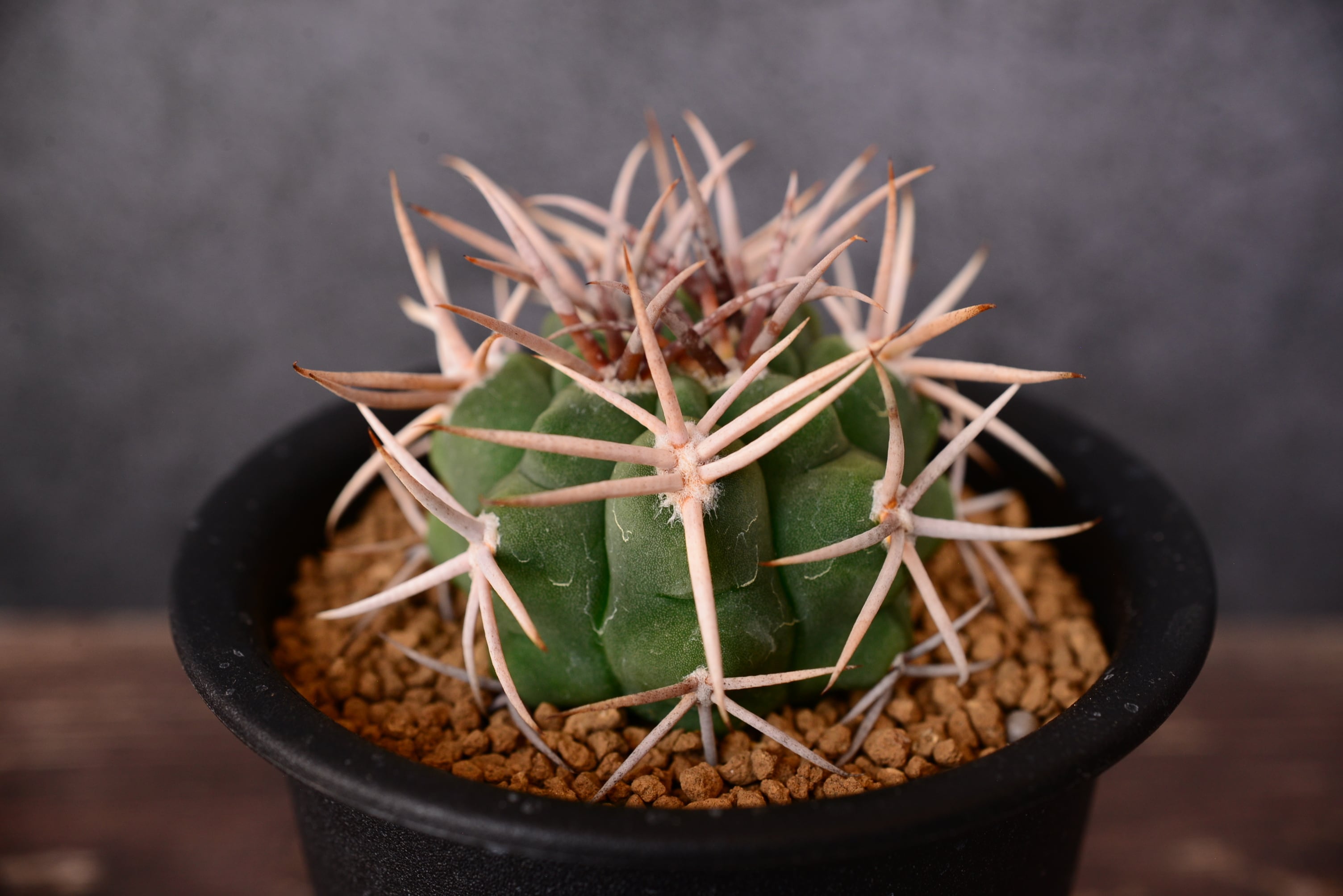 ギムノカリキウム フェロシオール | N collect plants