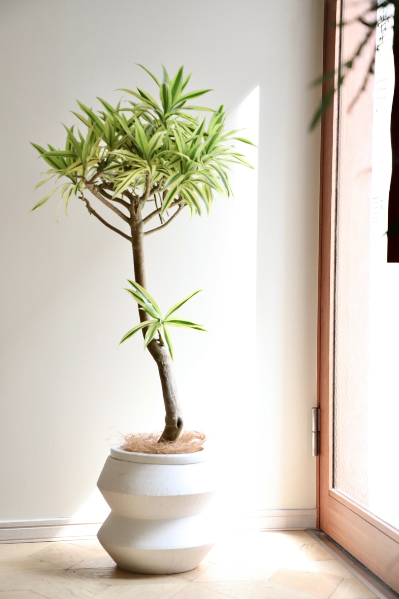 L】【119cm】ドラセナ ソングオブインディア/Dracaena song of india 