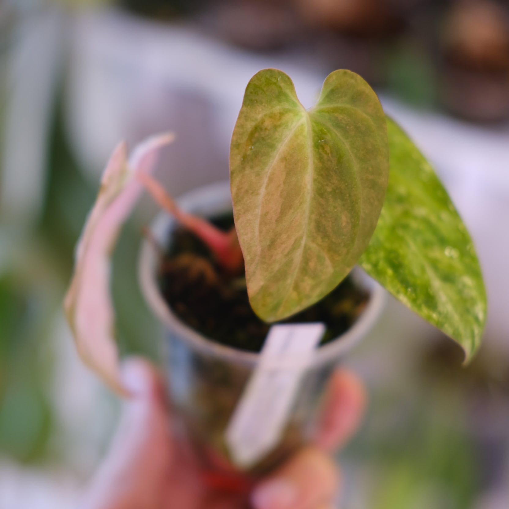 Anthurium (Papillilaminum variegated × Crystallinum Marble) × Red