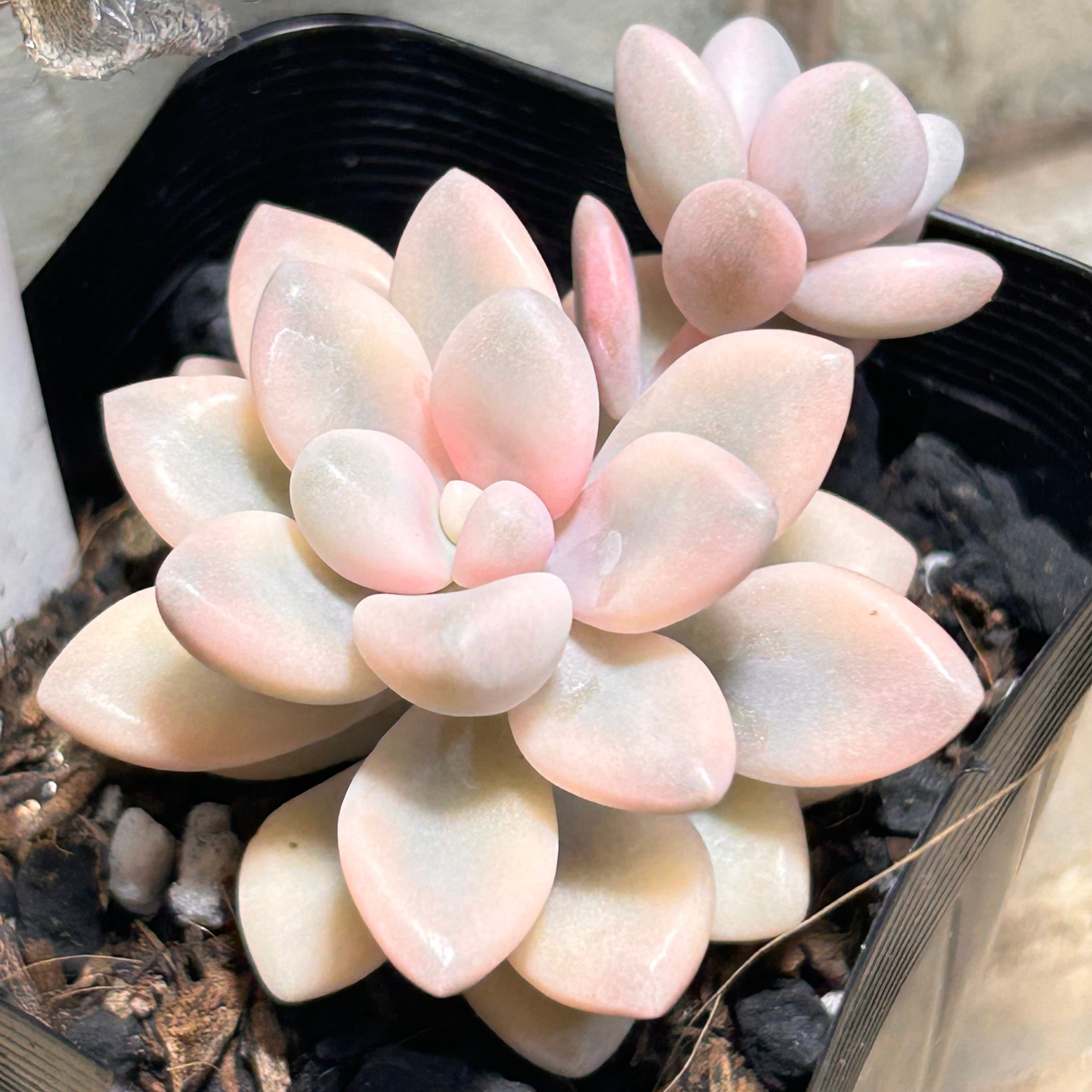 錦 | RuPo 多肉植物専門店