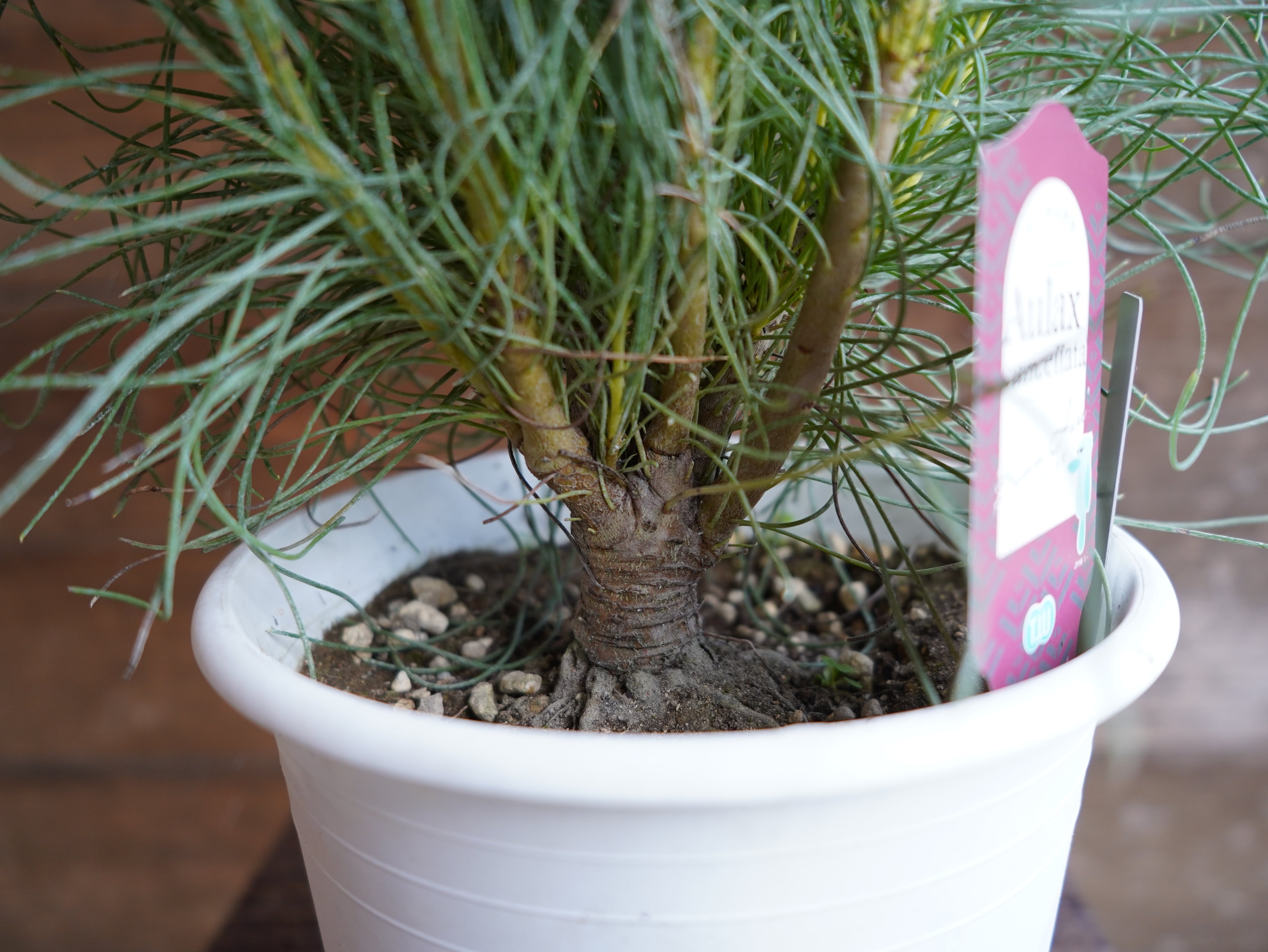 【現物】オーラックス カンセラータ ”ブロンズヘイズ” B