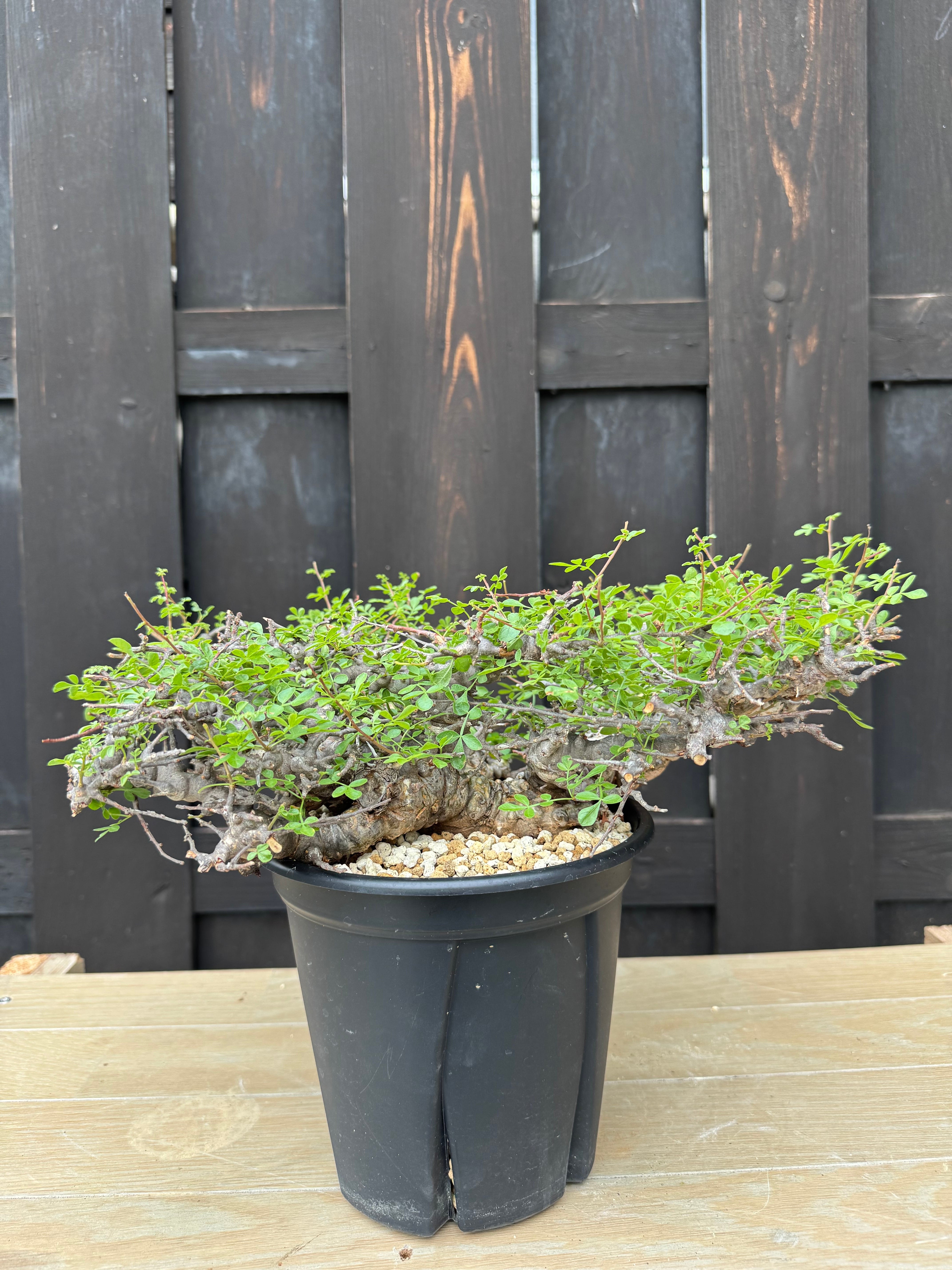 【新着】Commiphora Eyl【極太の枝 ・コンパクトなサイズ感】コミフォラ エイル