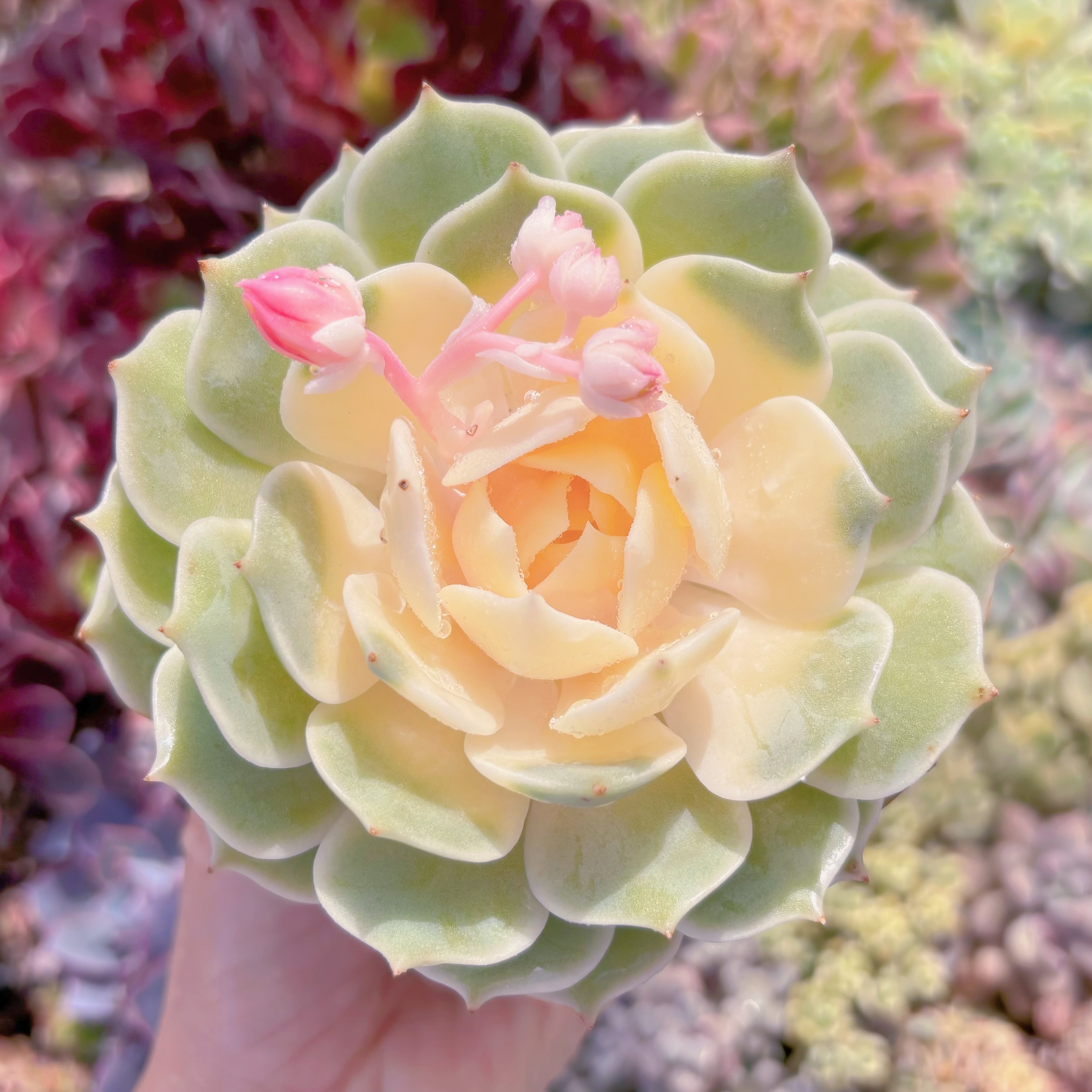 現品　ローラ錦#838　大苗　るる農園