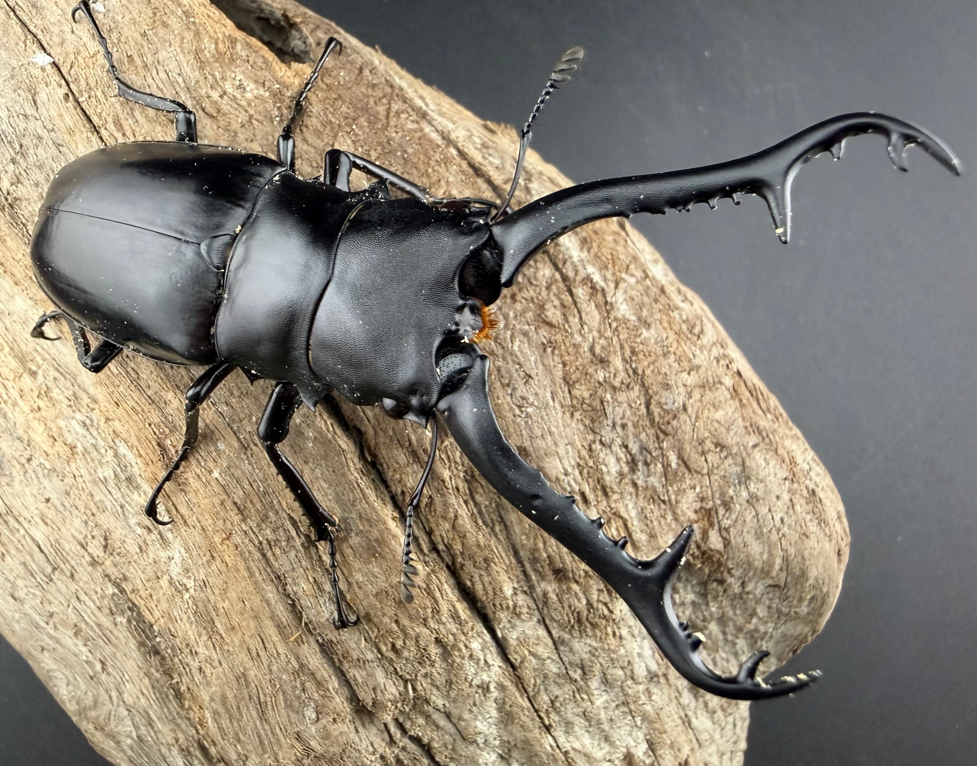 【Shin-Chan】 トカラノコギリクワガタ♂62mm♀２匹　　NO2 山遊び：中之島産トカラノコギリクワガタの飼育（ペアリング～産卵