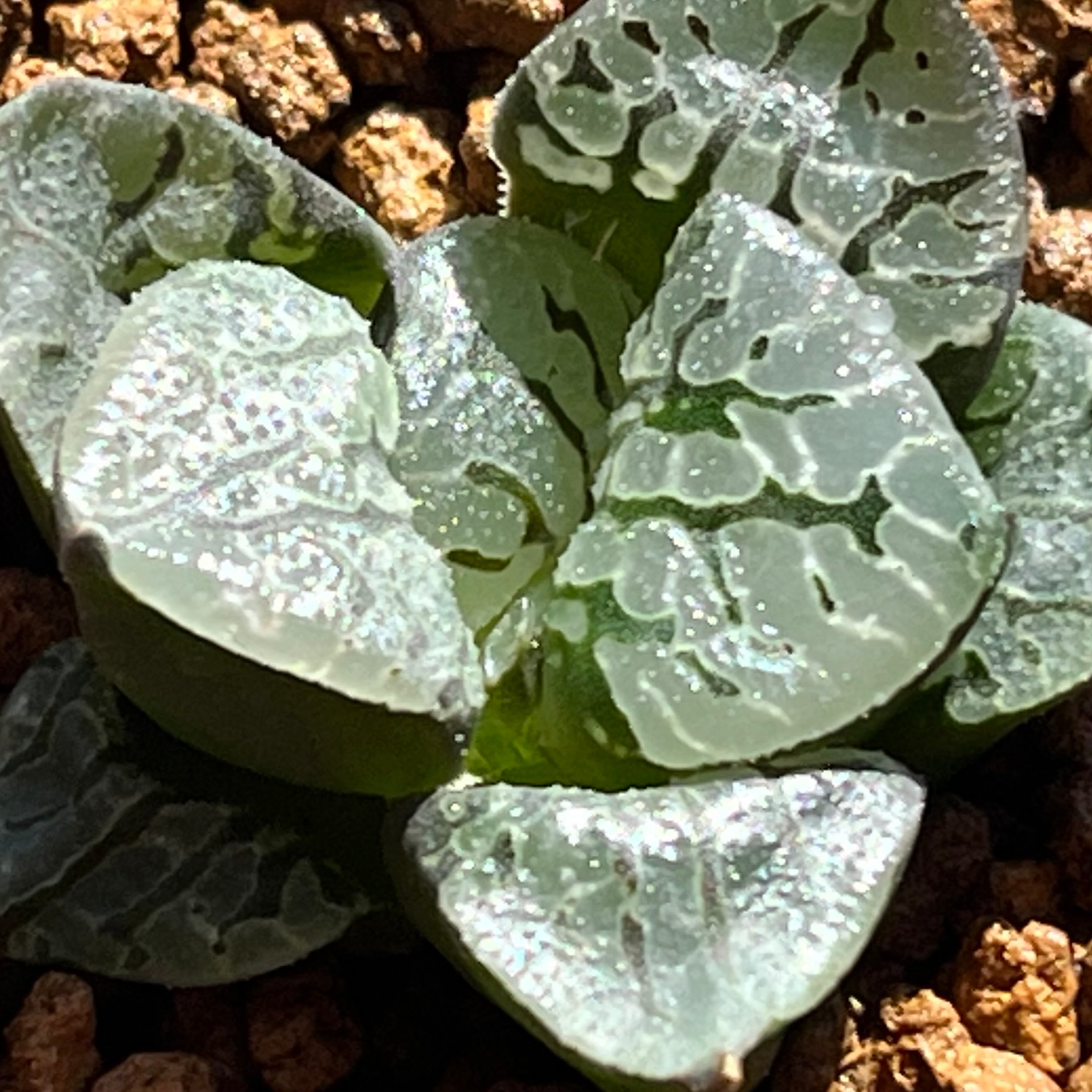ハオルチア カンタロープアイランド | mocono_plants