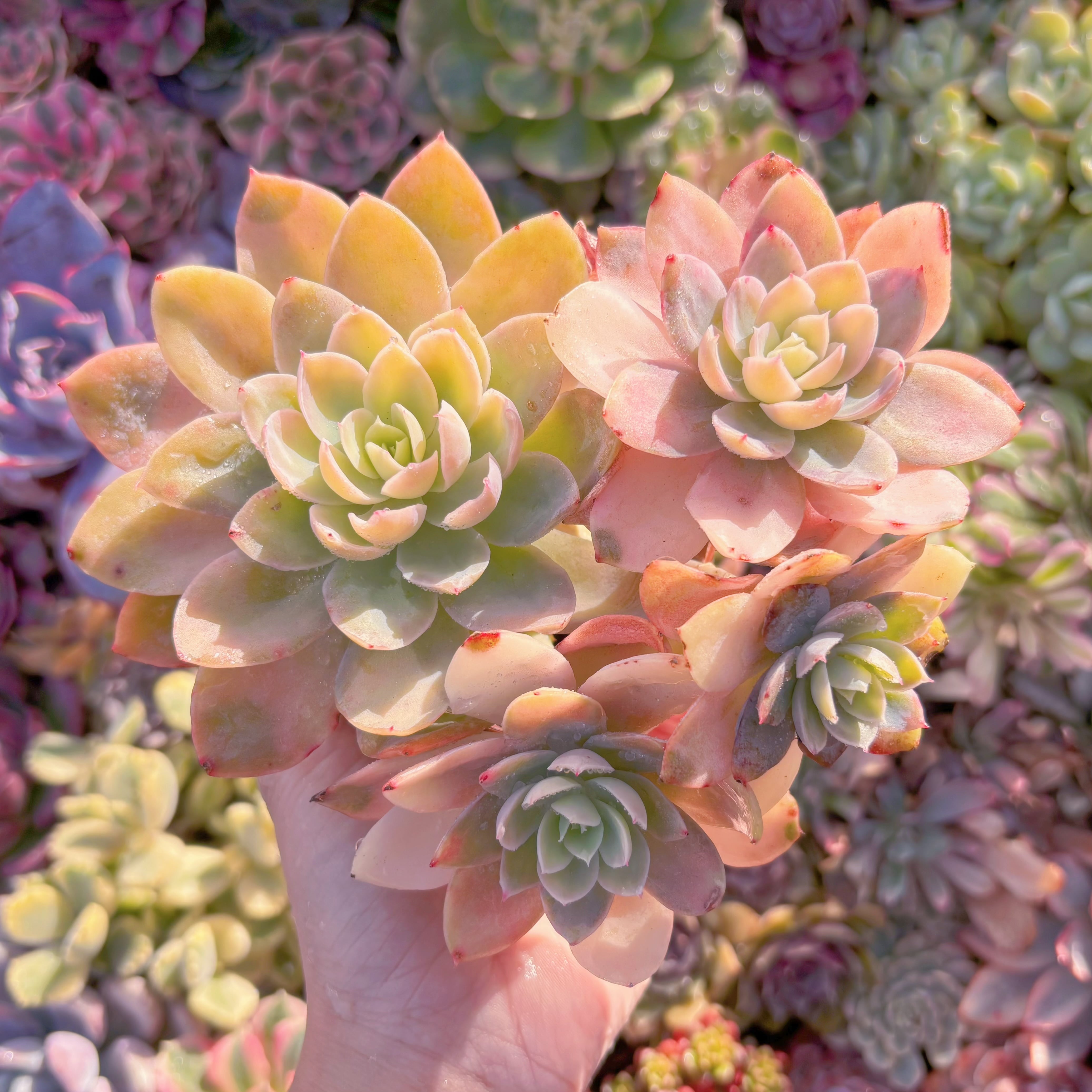 現品　シルクベール錦#A046　大群生　るる農園