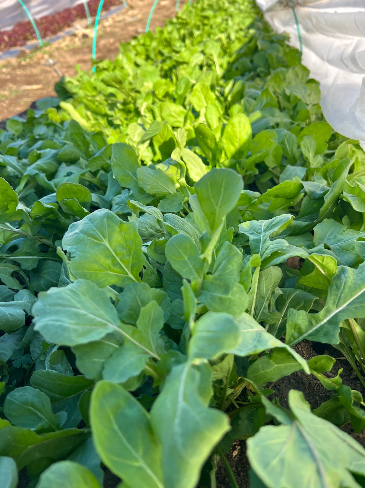 やまの畑・冬のお野菜セット Mサイズ(標準サイズ)