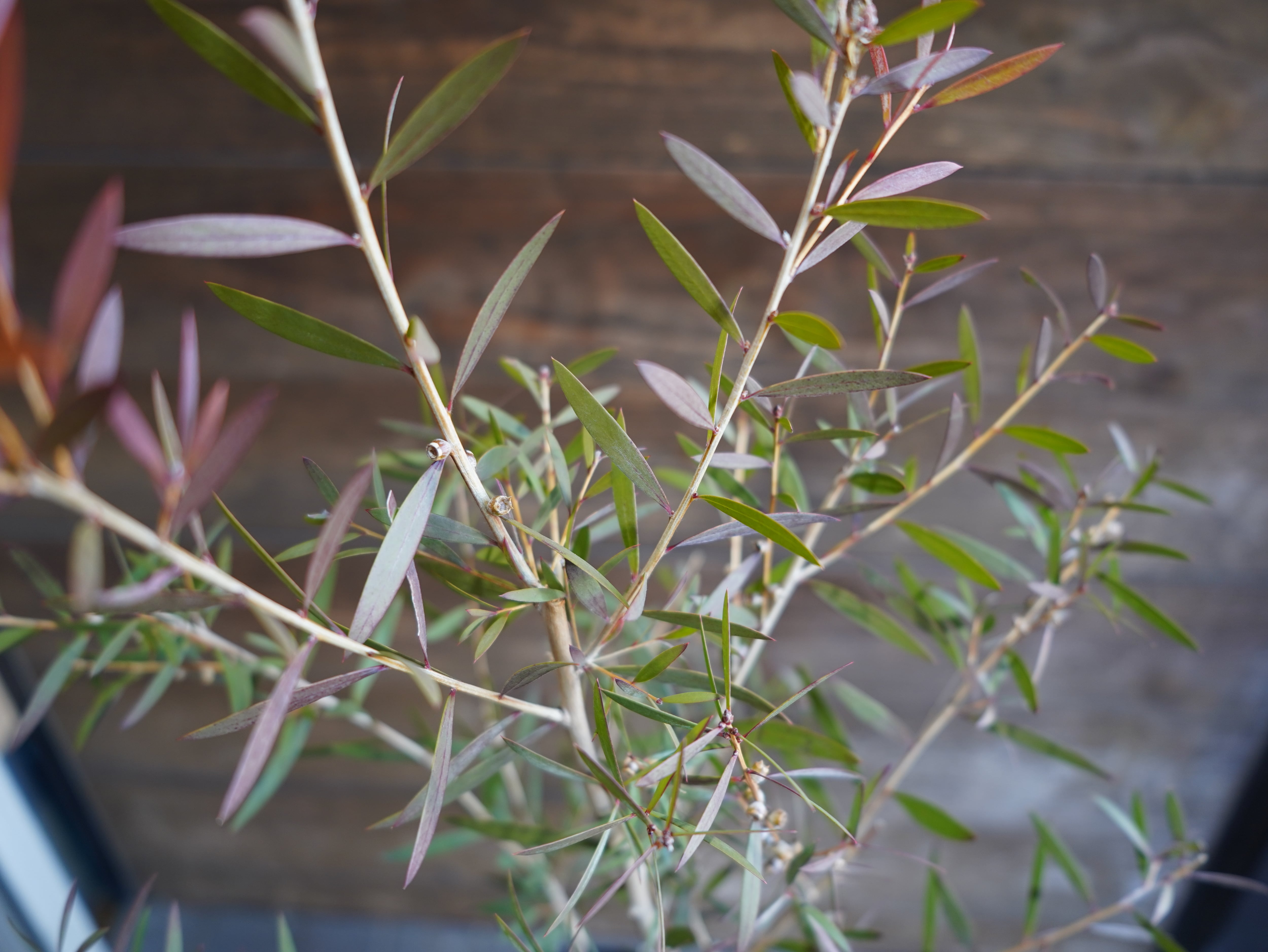 【現物】カリステモン　”ピンディーピンディー”