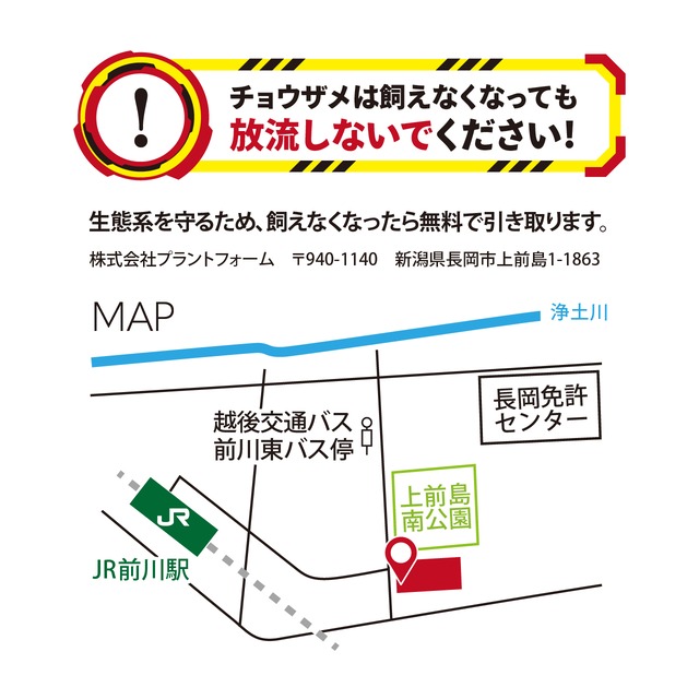 【2025年孵化】コチョウザメ稚魚１尾　20-30cm　観賞用