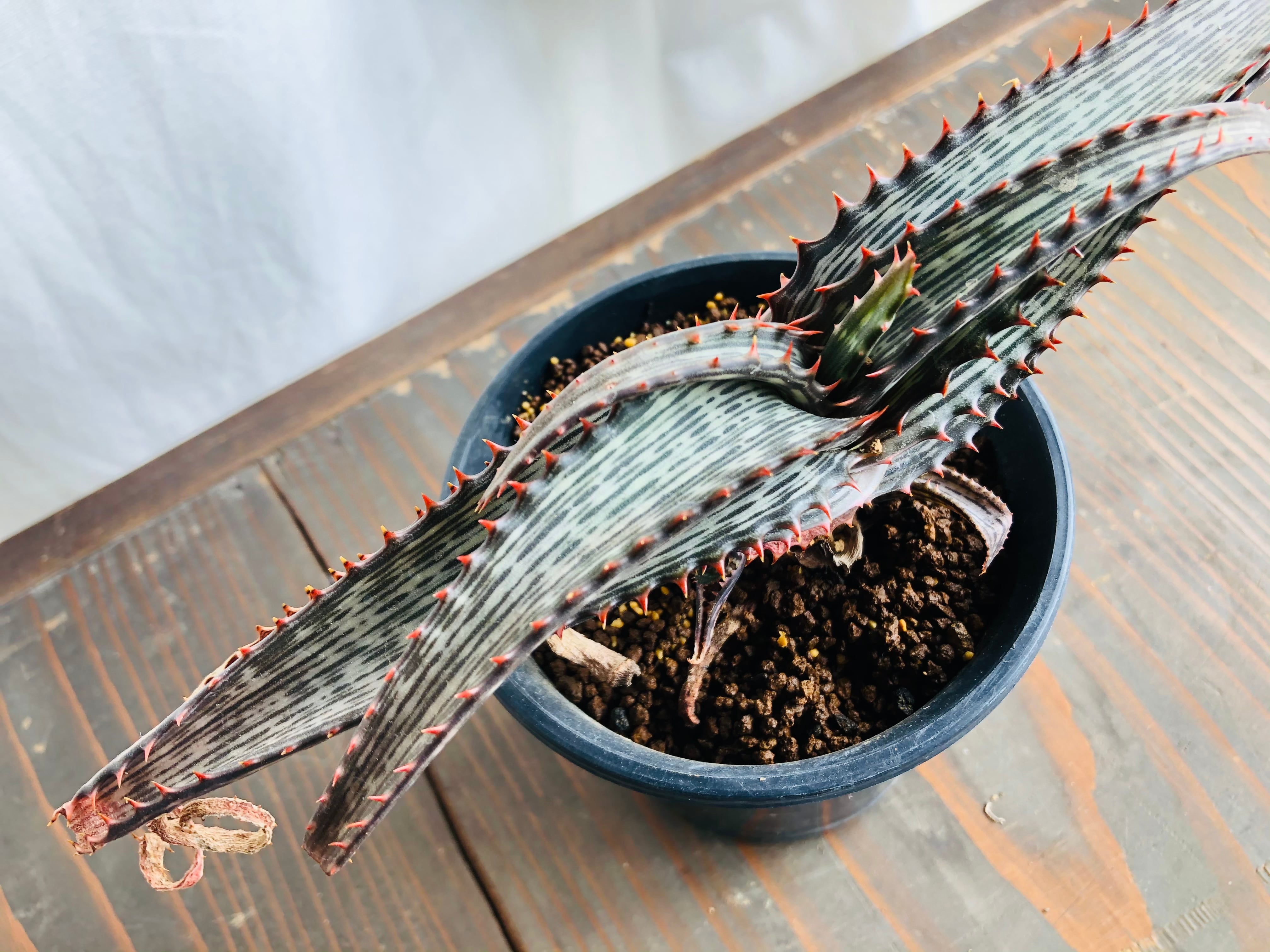 Aloe branddraaiensis アロエ ブランドレイエンシス | plants MARU