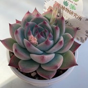 【現物商品】チワワリンゼ